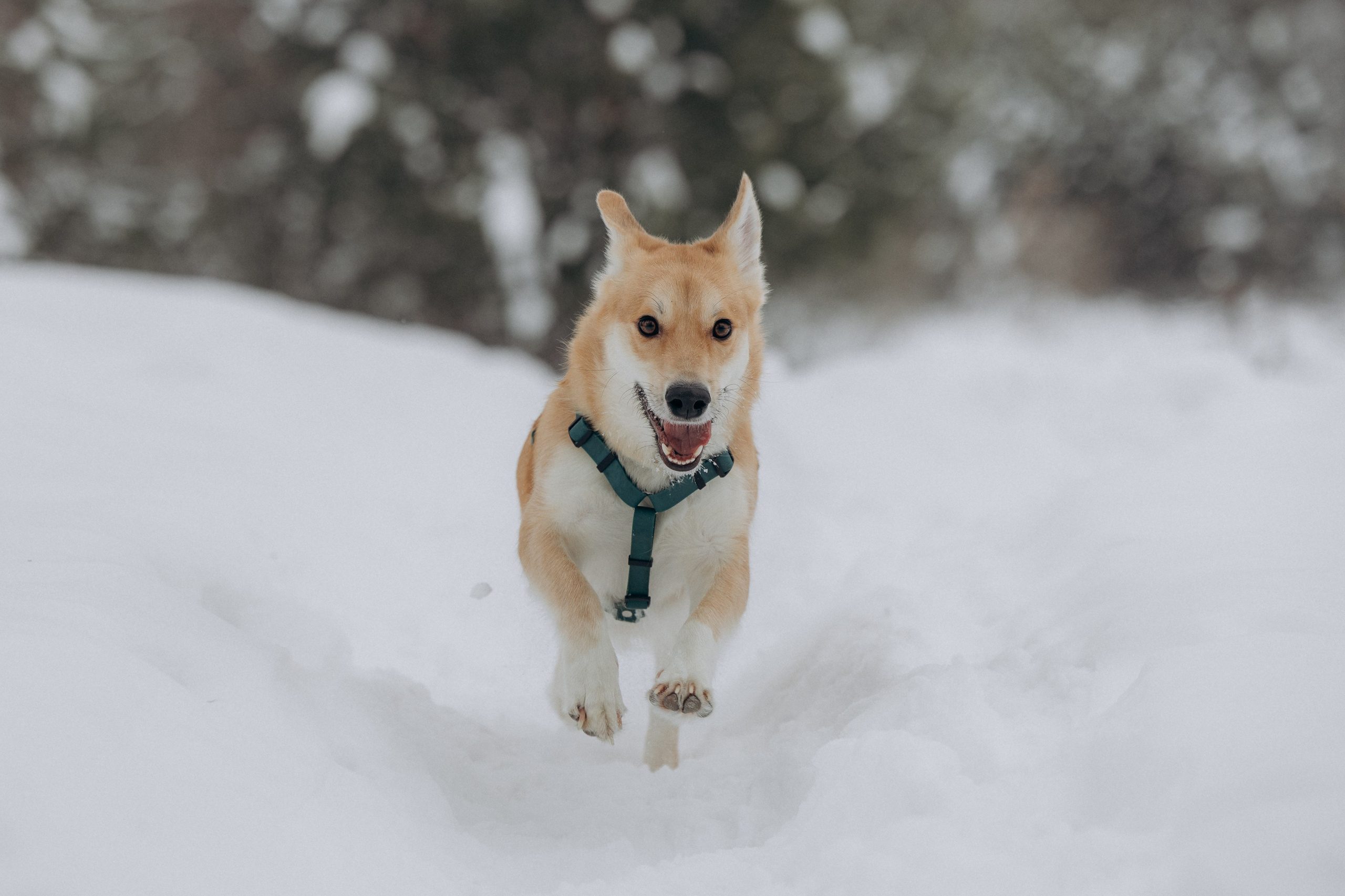 Прогулка на озере зимой. Фотограф анималист в Казани Алина Сулейманова. Фотограф животных