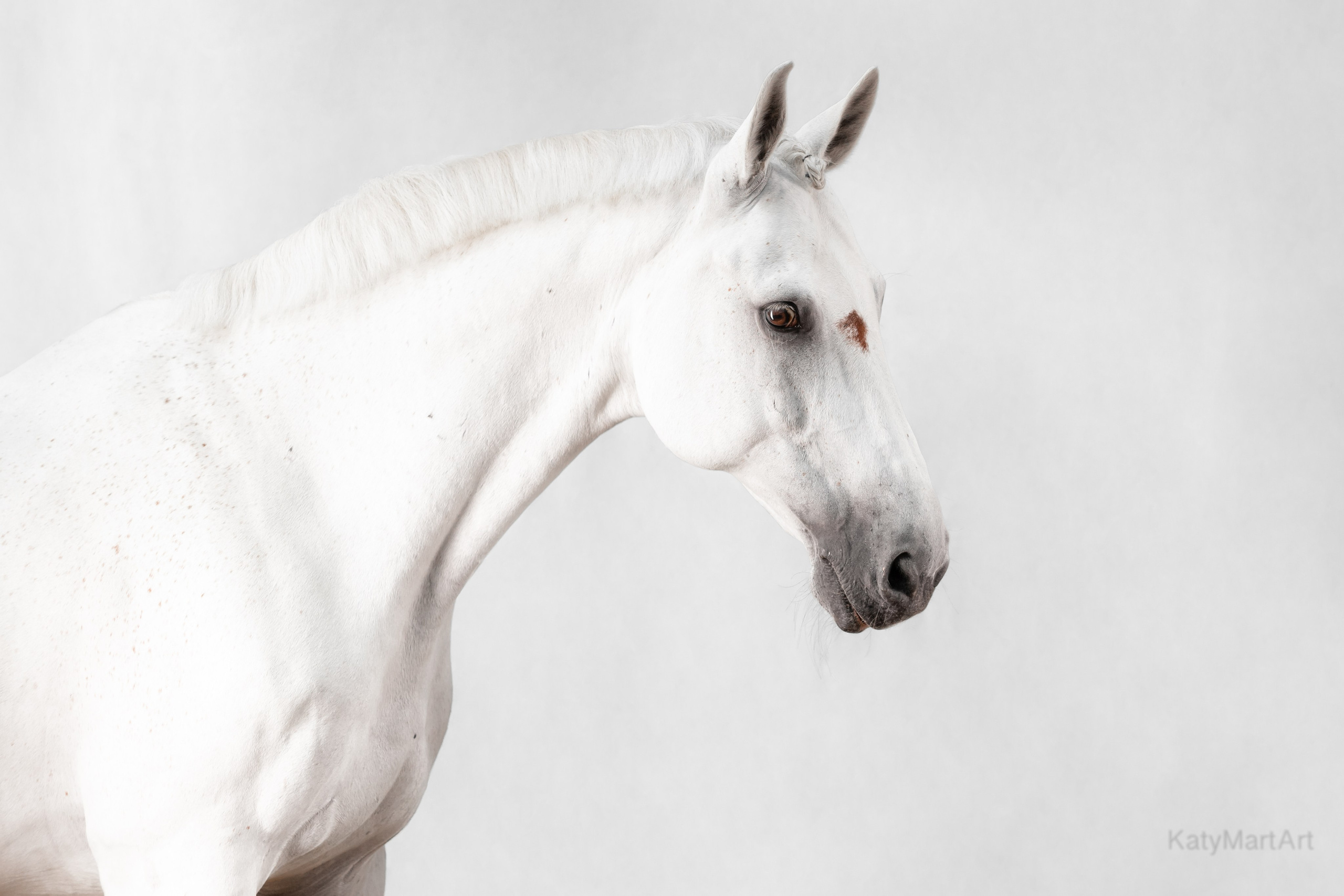 Пятна. KatymartArt — Equine photography