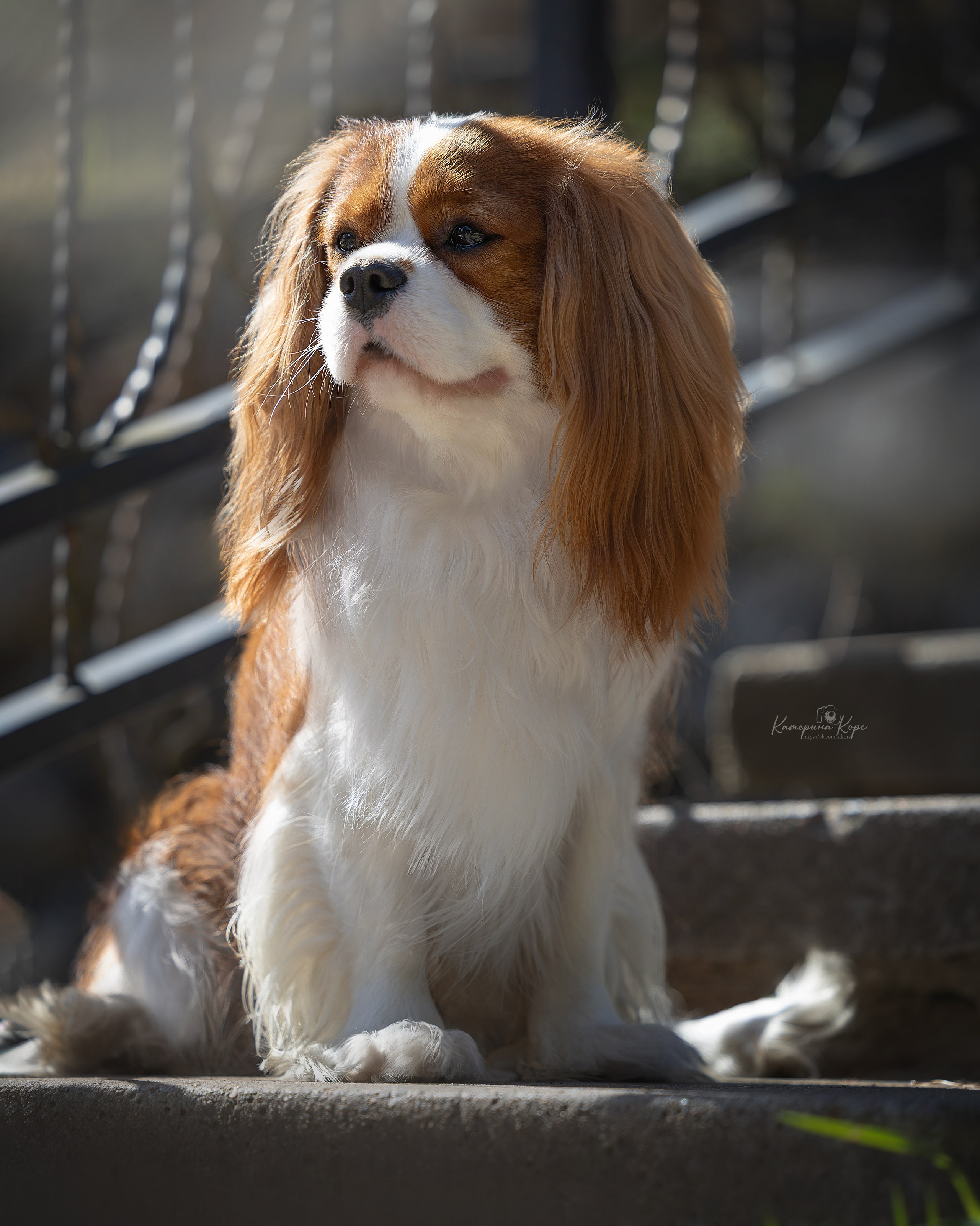 ККЧС Мироша. Фотограф-анималист Катерина Корс