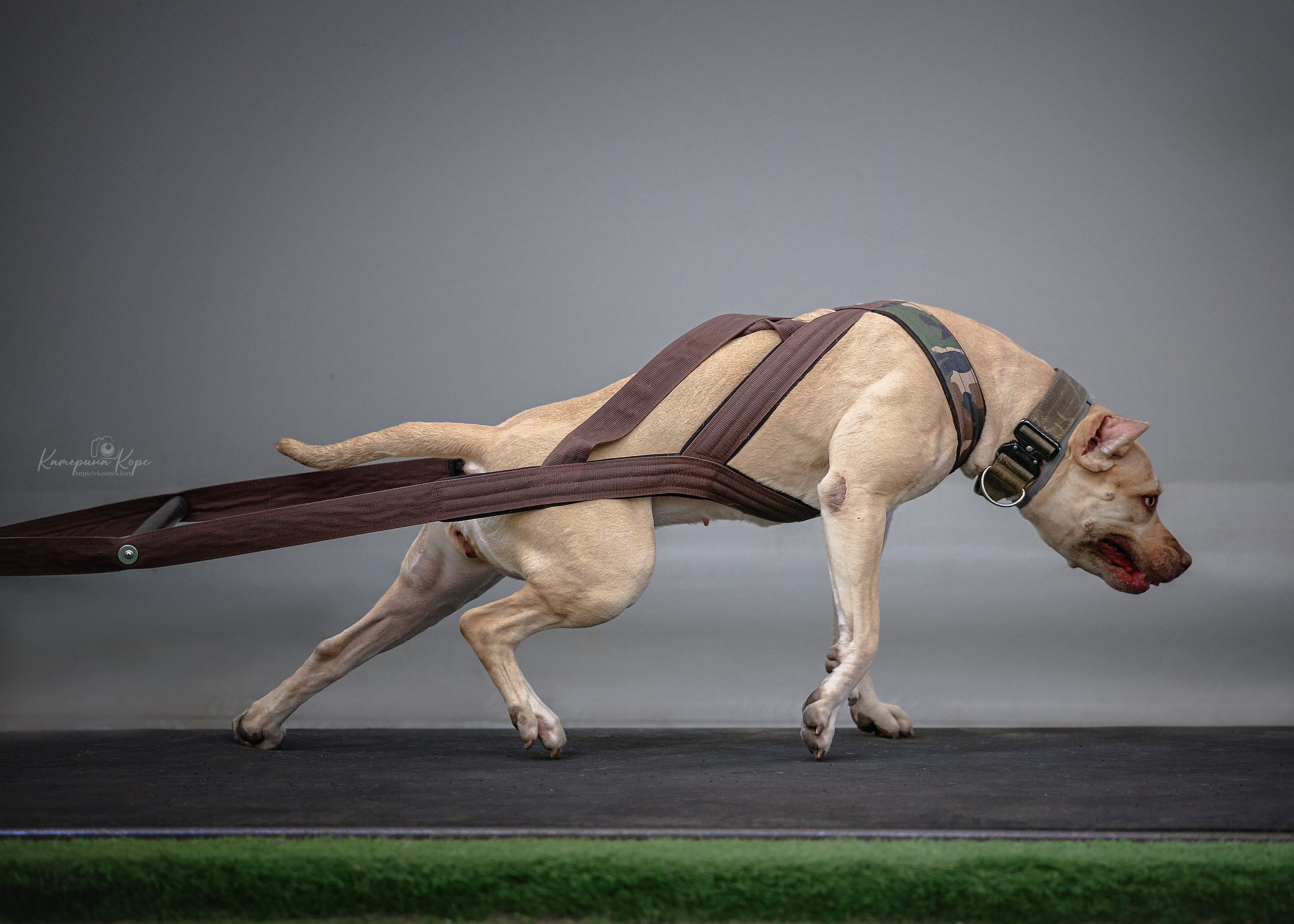 Соревнования HARDCORE LINE WEIGHTPULL. Фотограф-анималист Катерина Корс