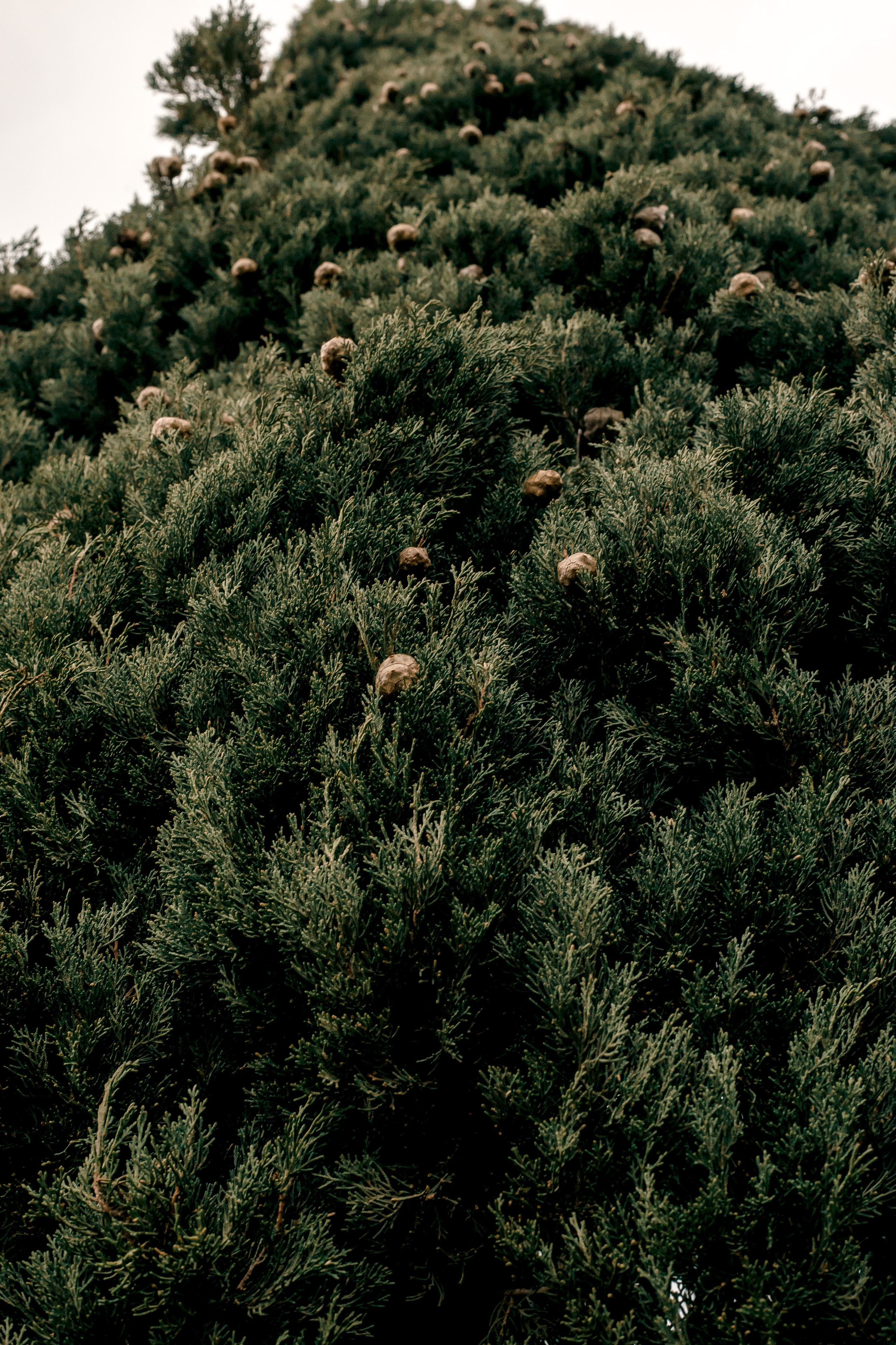 Turkey, Alanya. Art Photographer