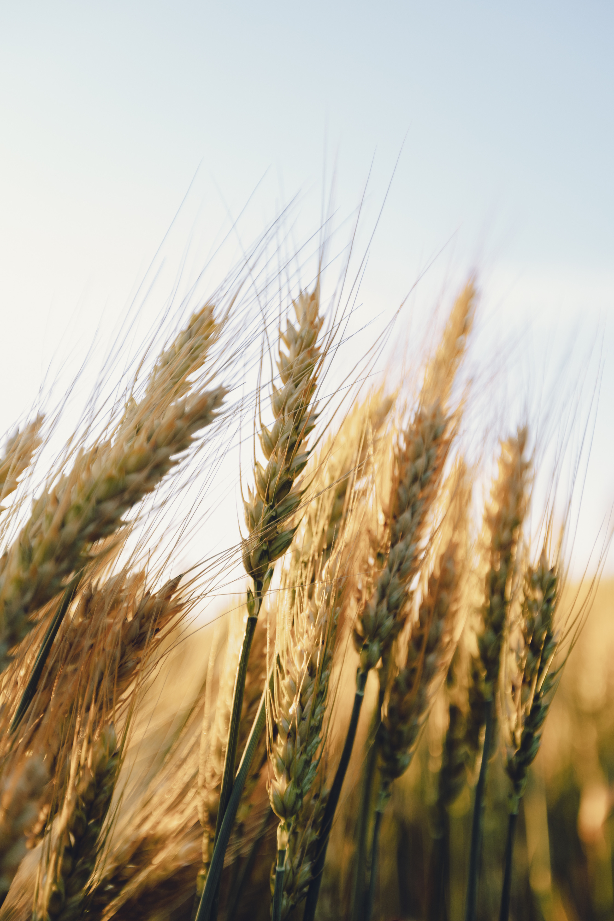 Настя. Фотограф Таганрог Любимая Надя