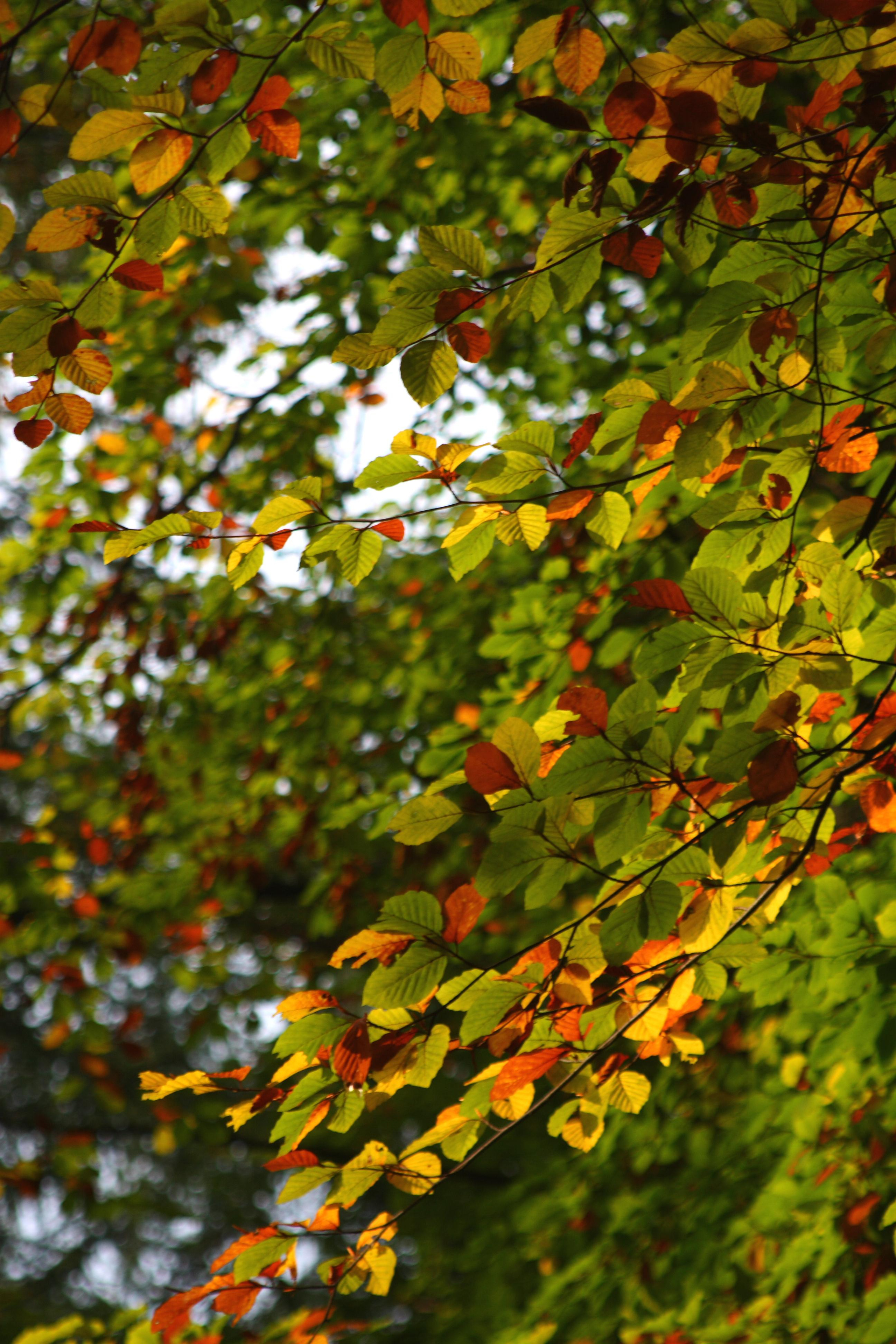 Пейзаж, природа. Портретный фотограф Станислав Жуков | Москва