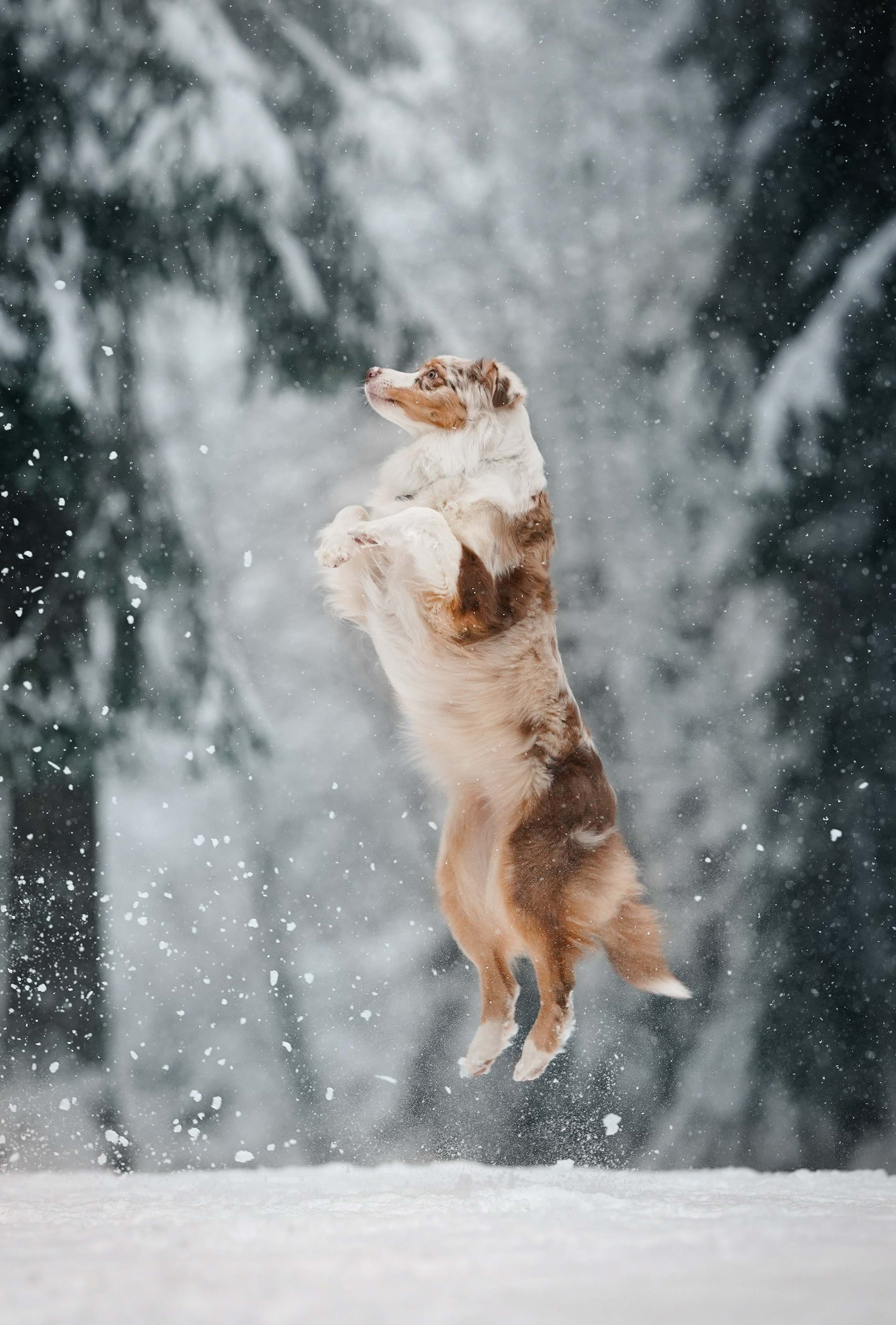 Панда. Фотограф-анималист в Санкт-Петербурге Яна Мартынова