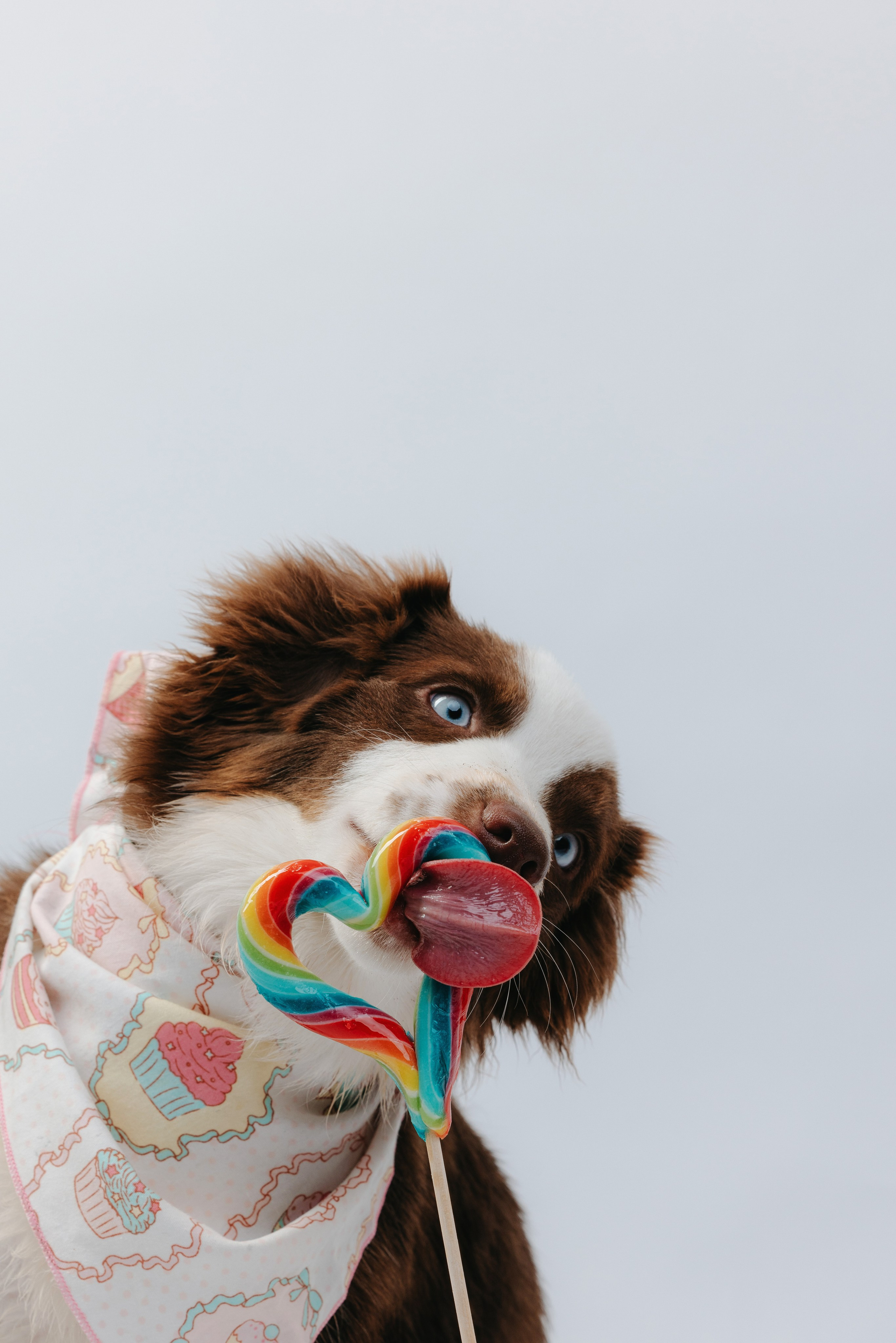 Миниаусси Дайс. Фотограф анималист Осипчикова Мария