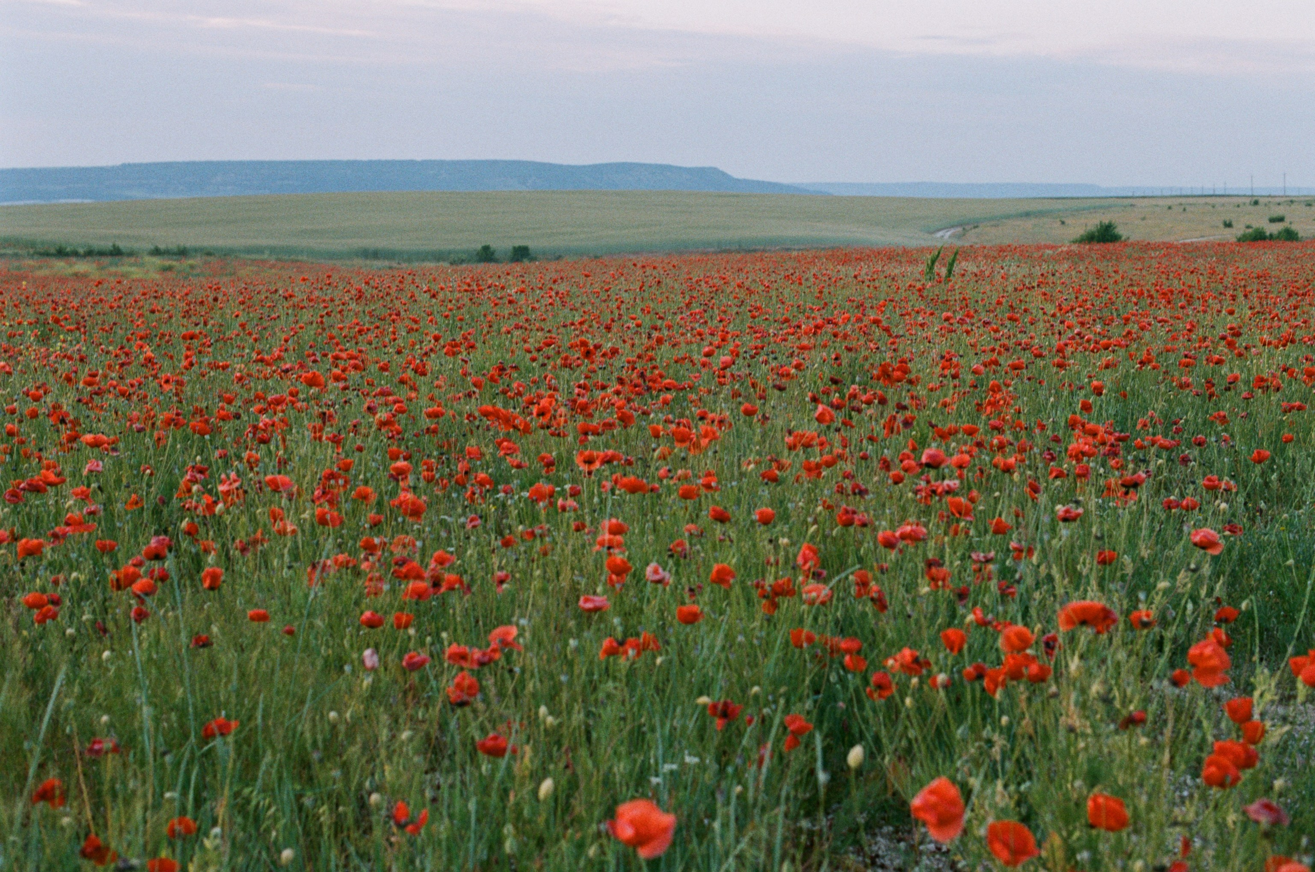 The drugs don't work // ukraine, crimea V. EVER EXPOSED