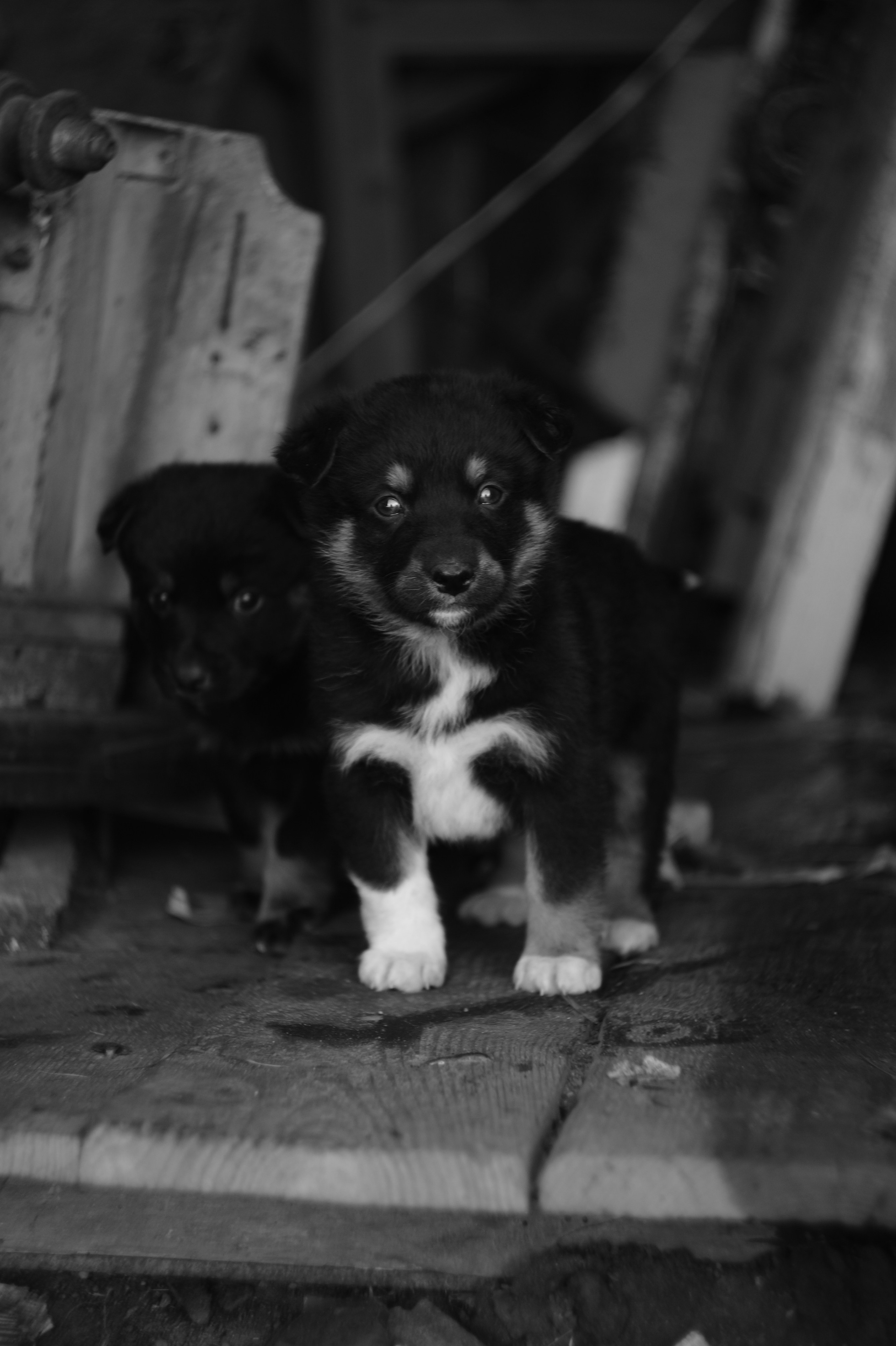 Dogs. Профессиональный фотограф