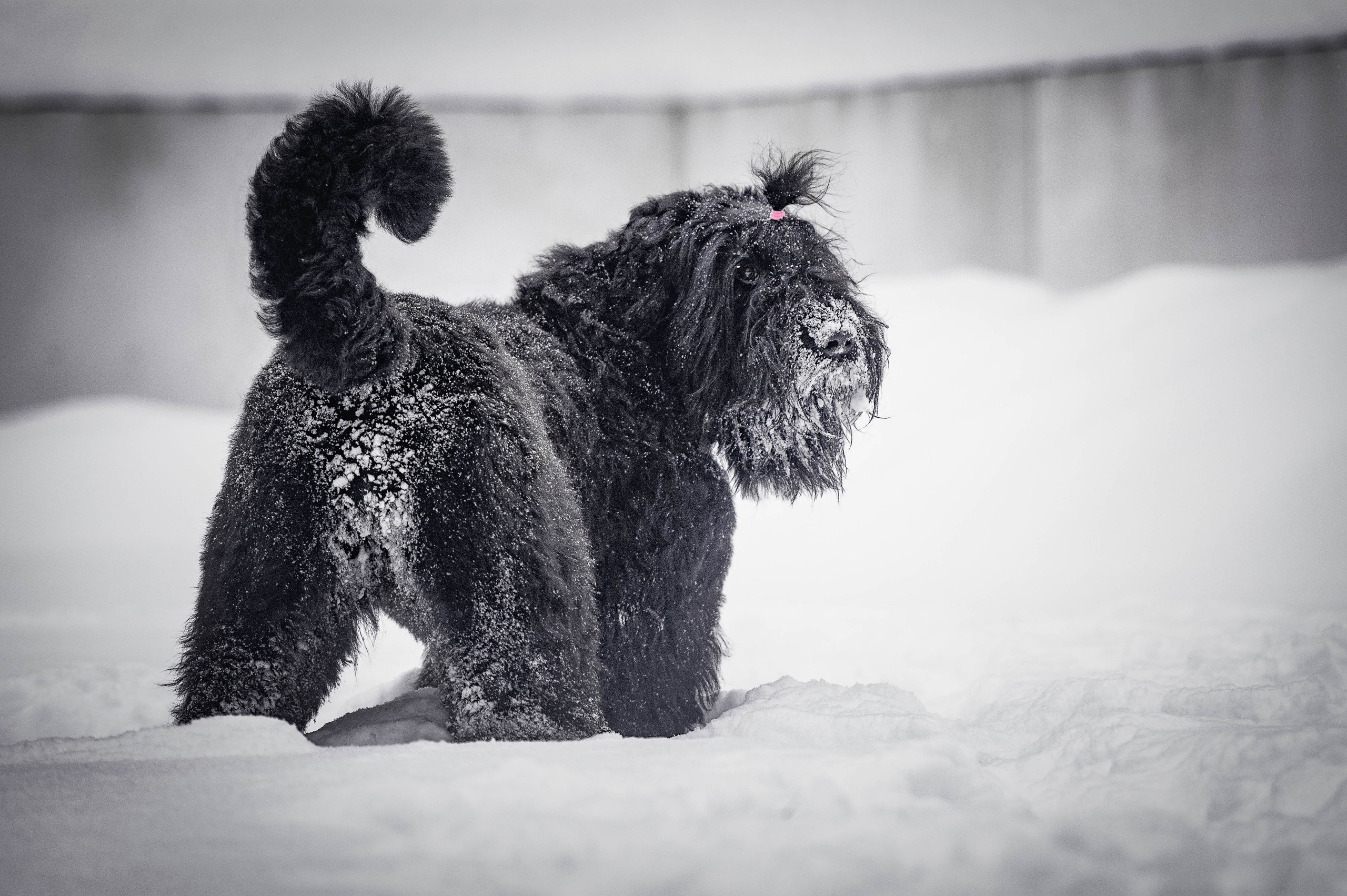Клео. Фотограф-анималист