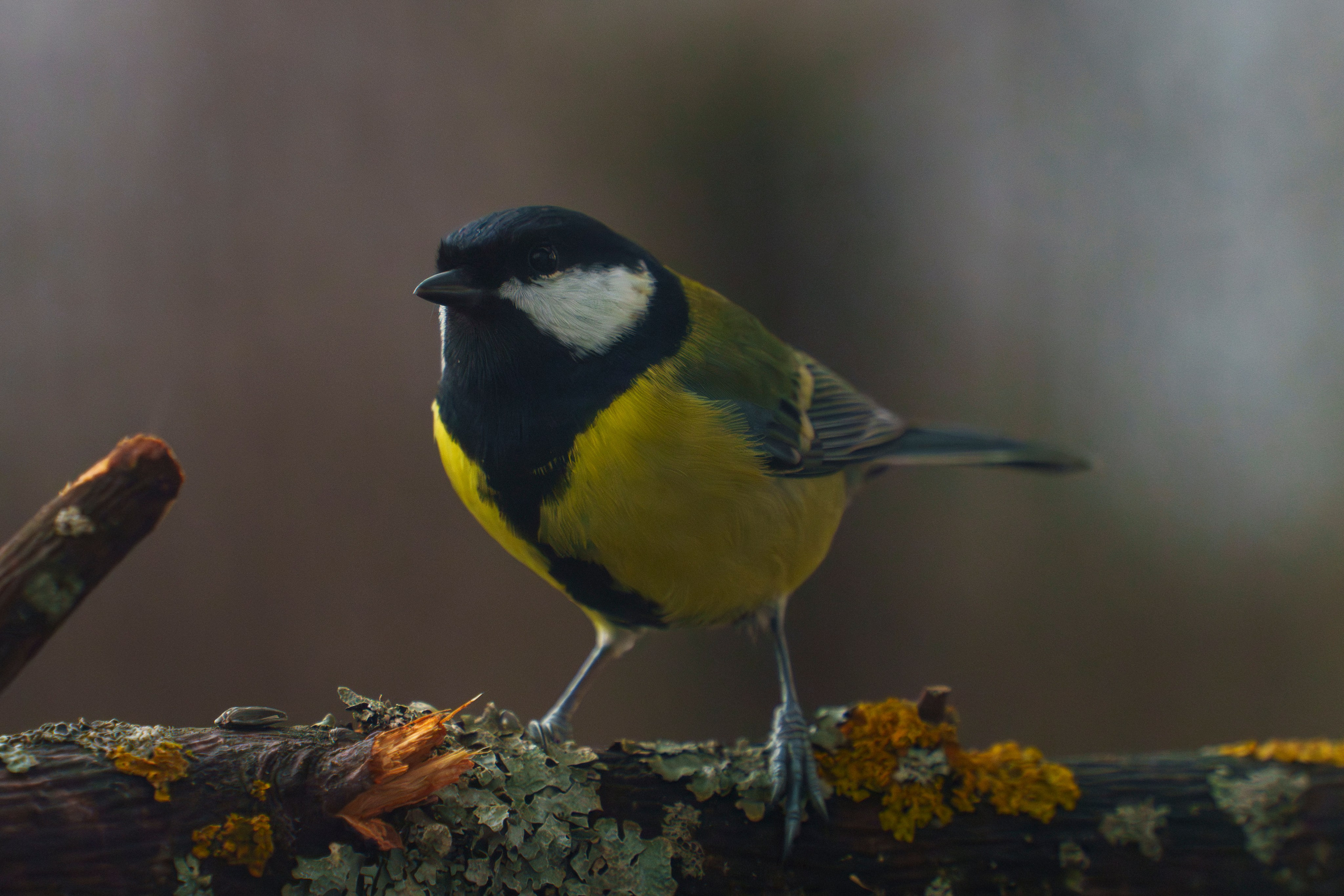 Animals — Животные