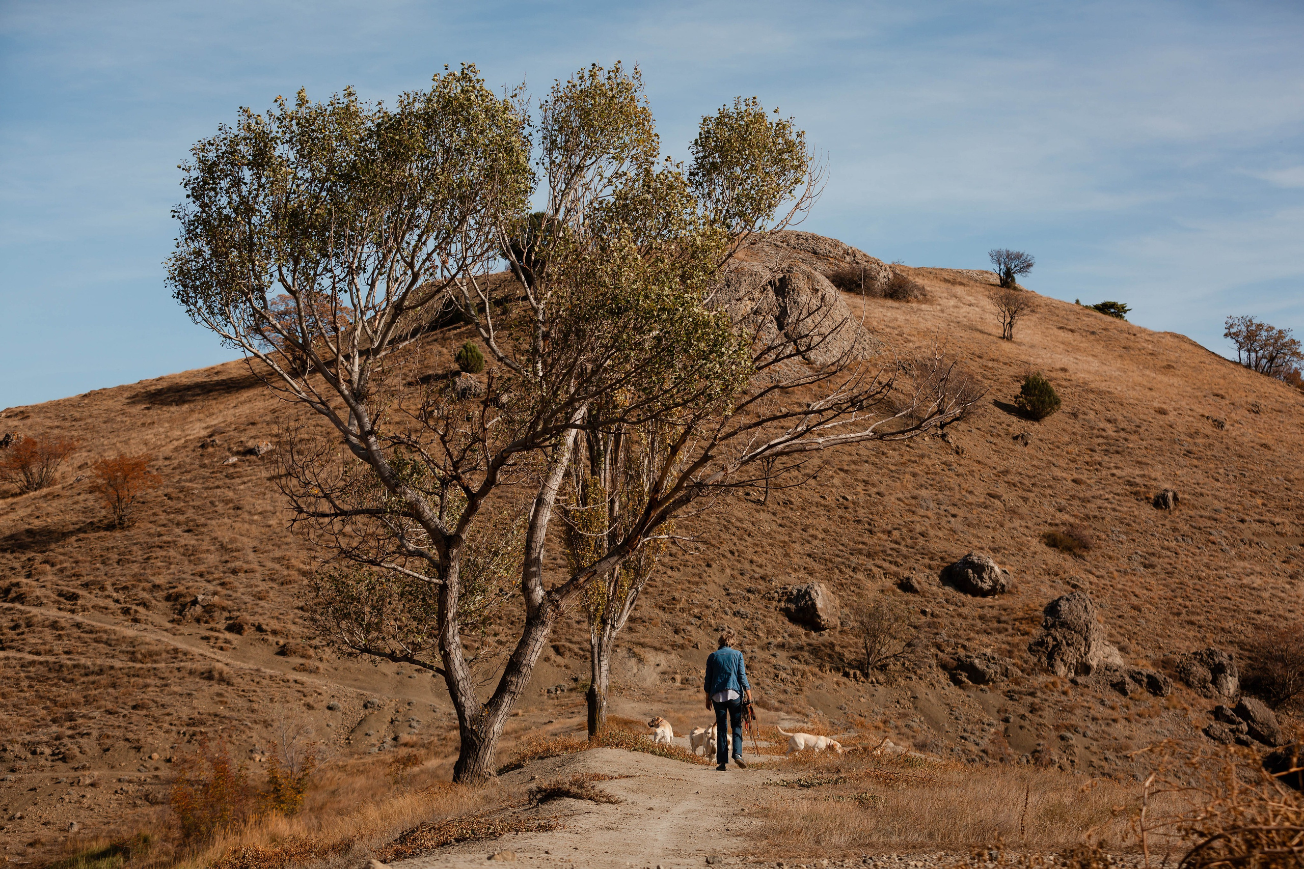 Лабрадоры и горы. Фотограф-анималист в Краснодаре Маша Мельникова