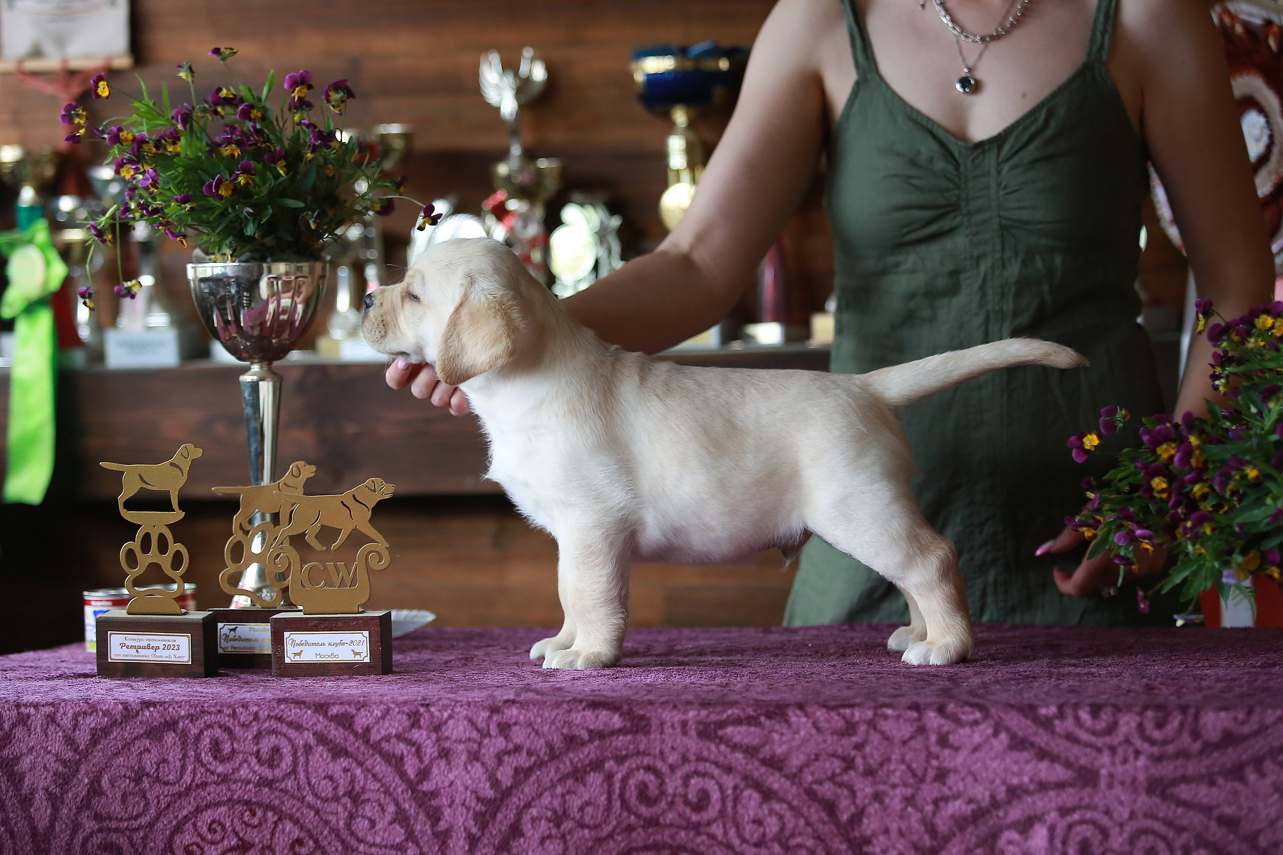 Щенки. Семейный и детский фотограф в Москве Мария Быкова