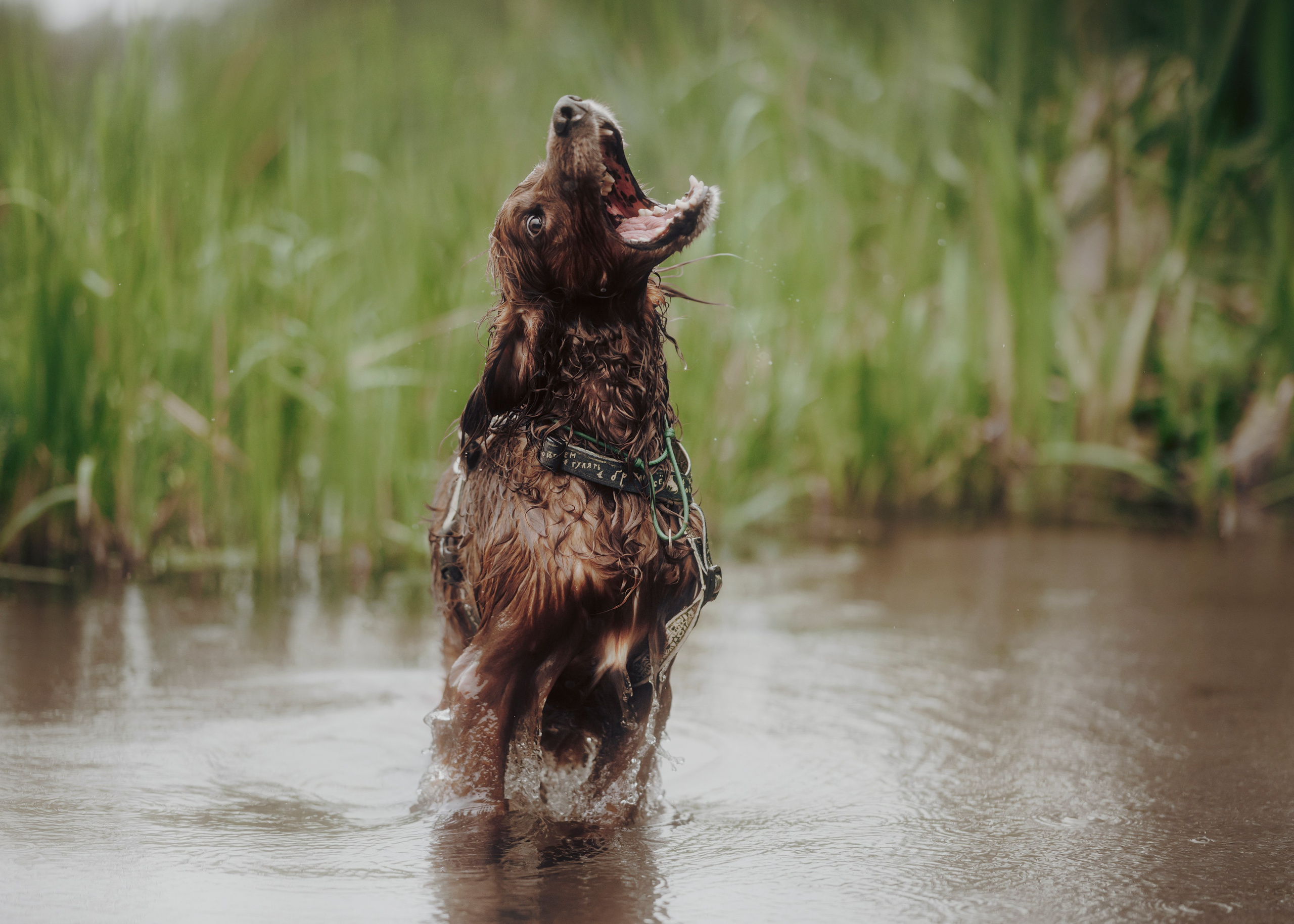 Рейн. Фотограф- анималист Александра Матвеева