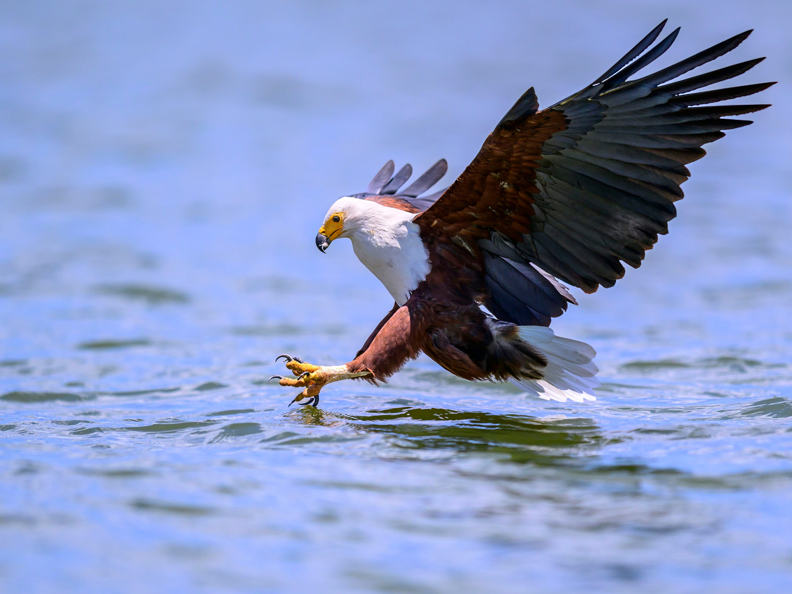 Кения. Wildlife photography by Sergey Puponin
