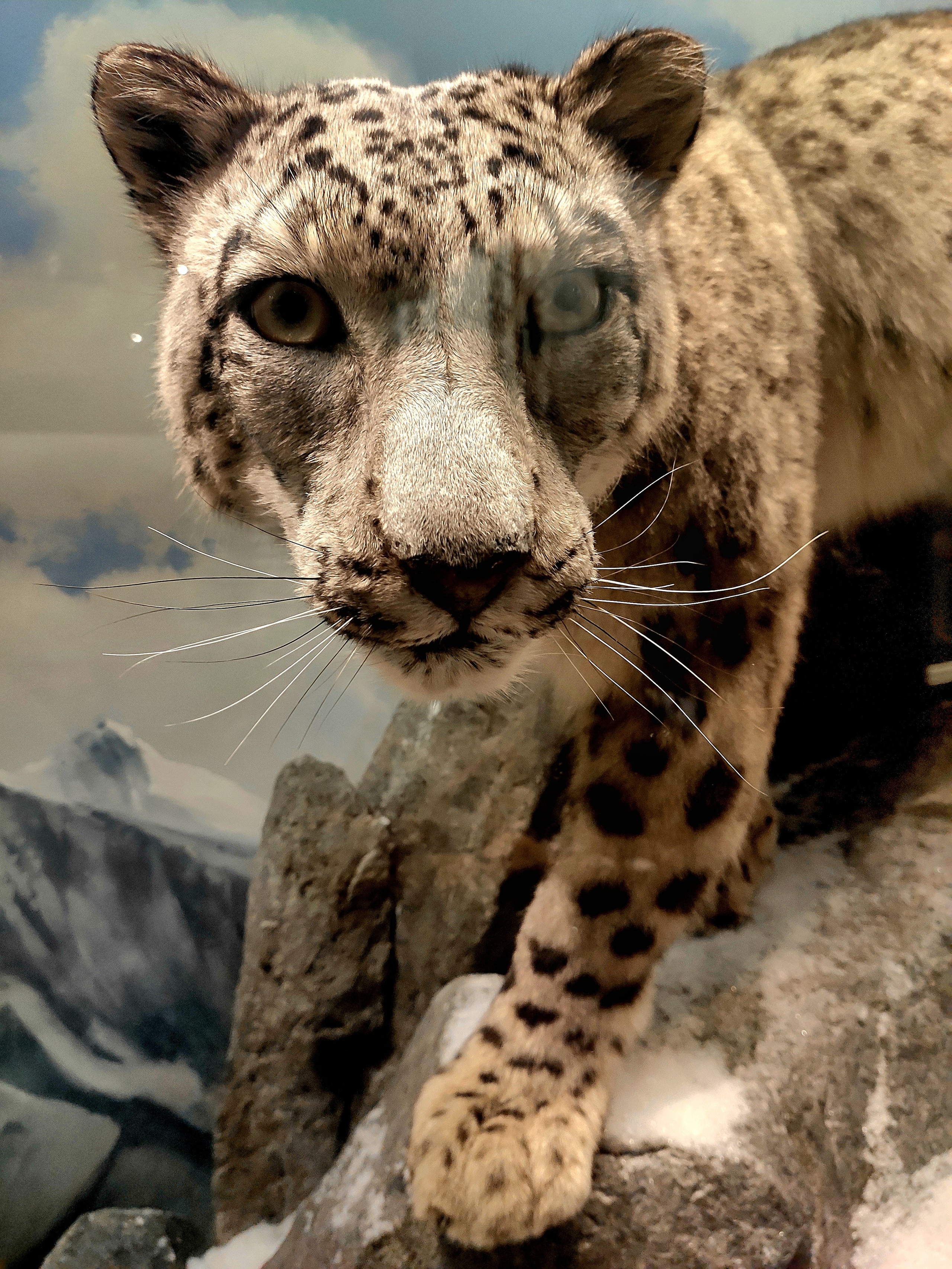 И описание истории развития животного мира Севера