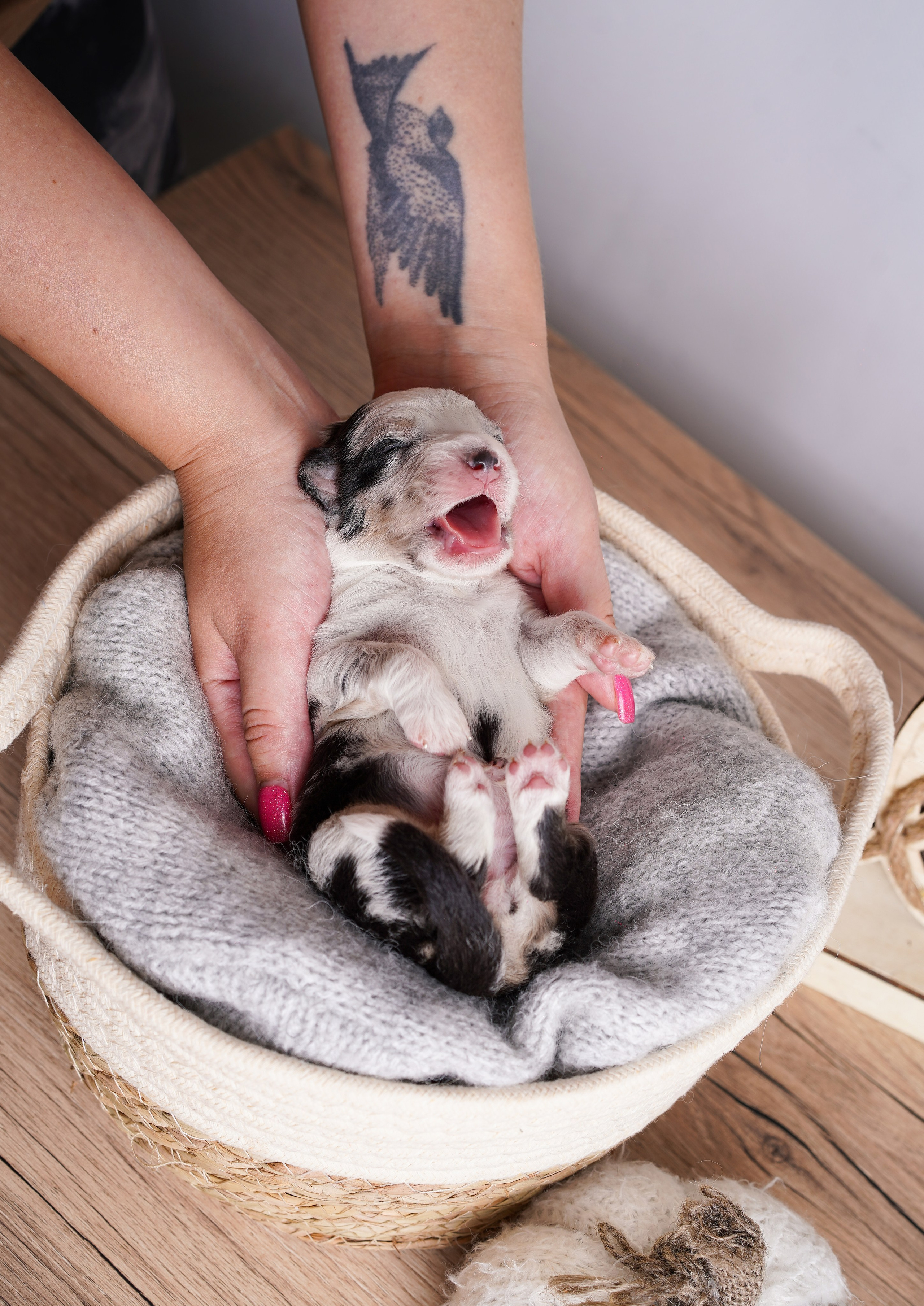 Щенки аусси. Фотограф-анималист в Санкт-Петербурге Яна Мартынова