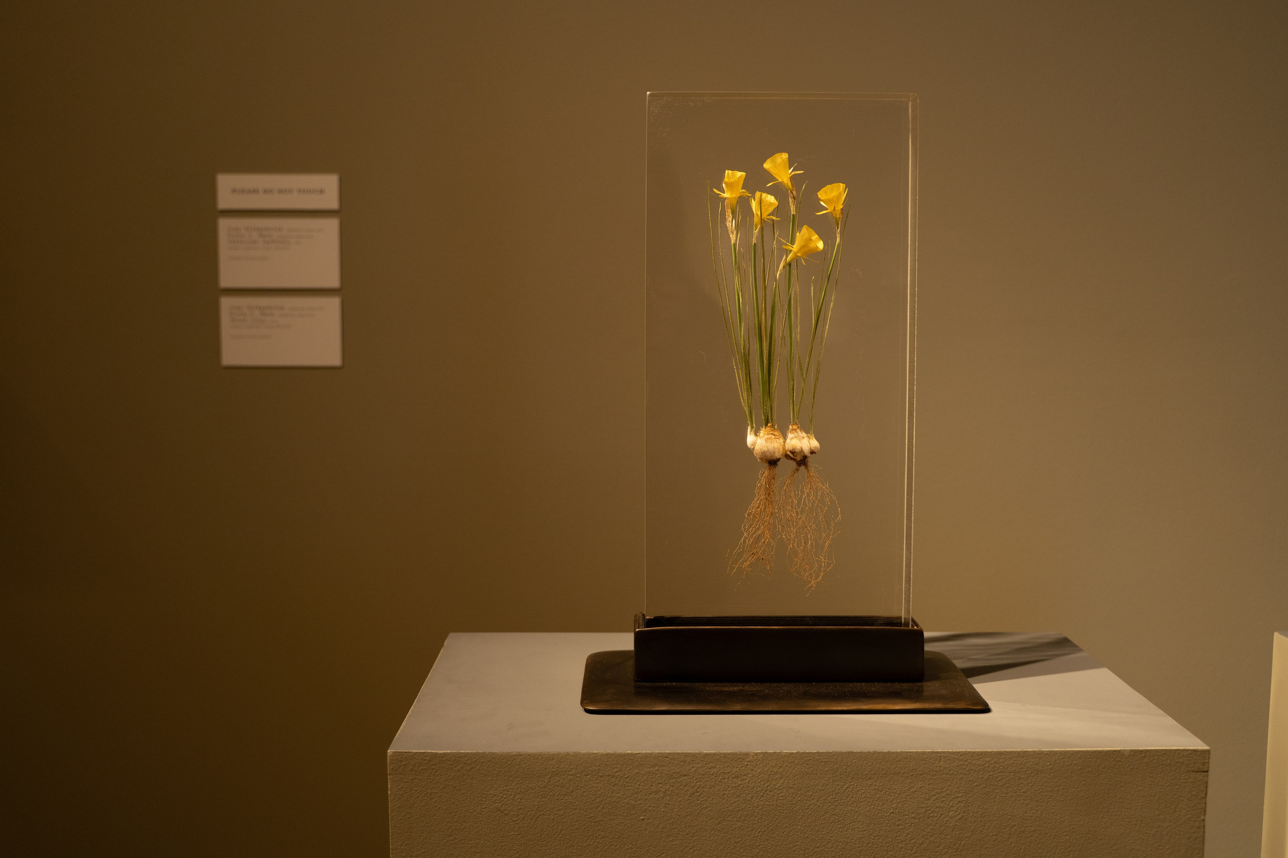 Took root. Wedding & engagement photographer in Seattle, WA. Tania Maureira