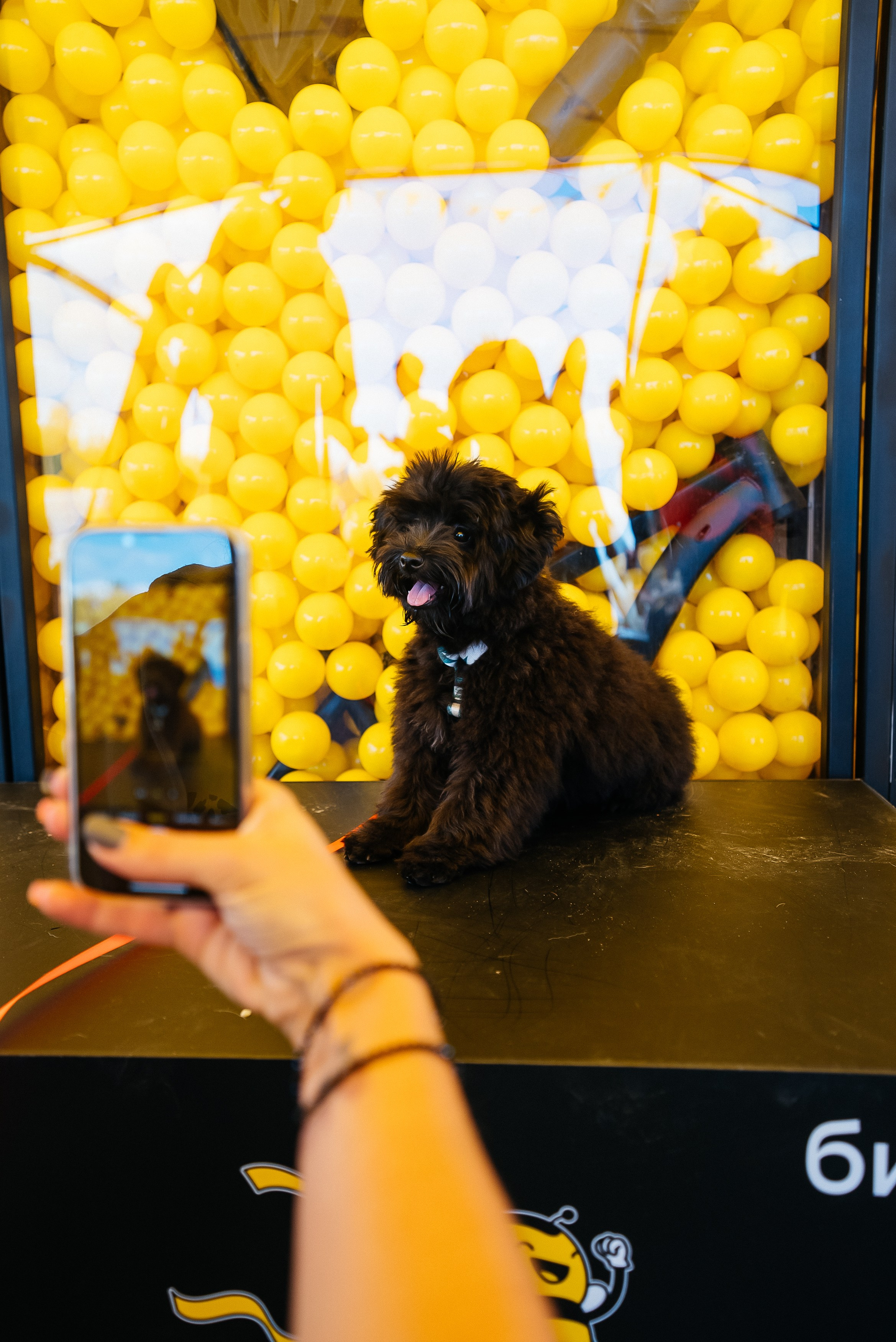 Билайн. Павел Краснов — Свадебный и репортажный фотограф в Москве