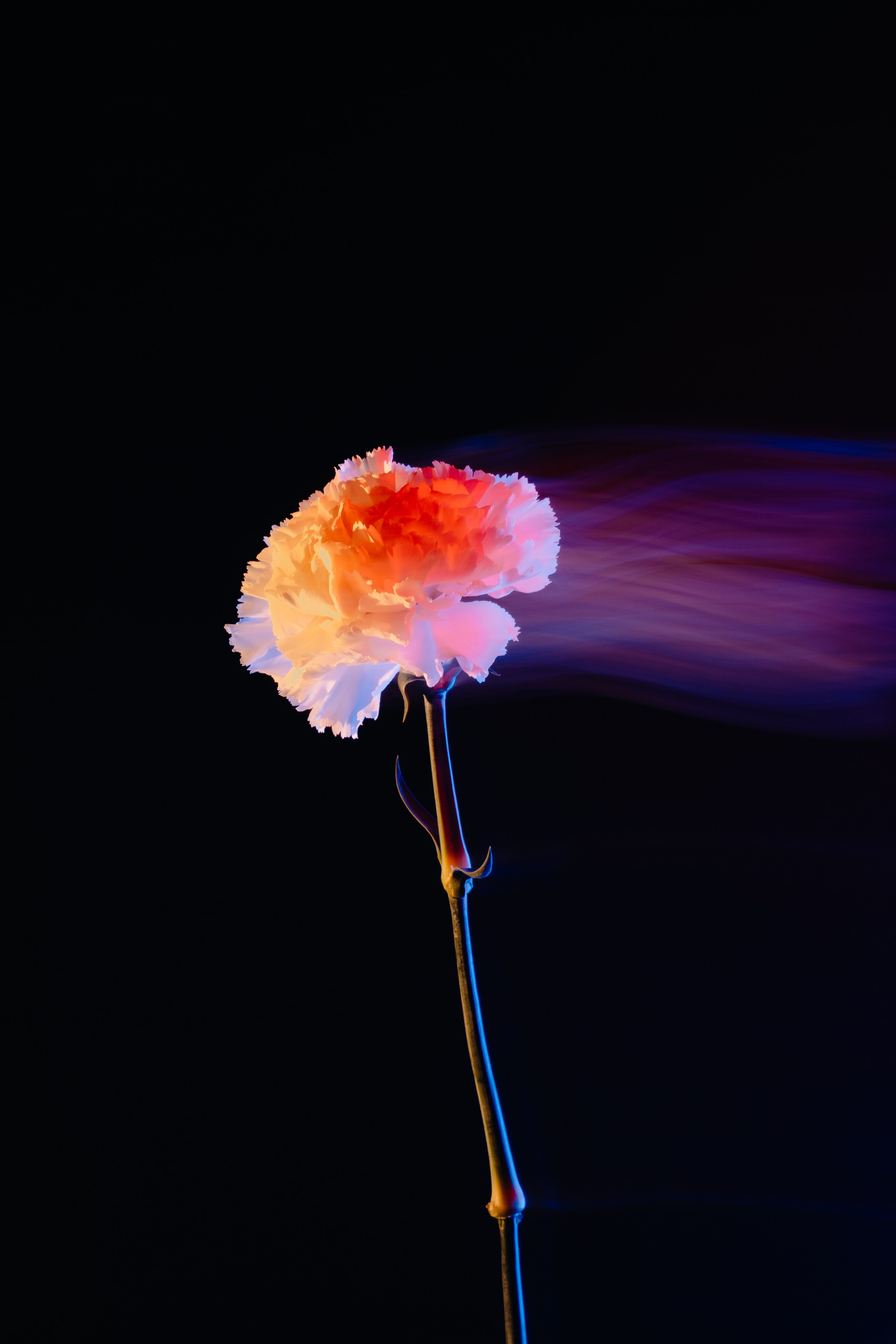 Carnation. Фотограф Санкт-Петербург Макарова Дарья