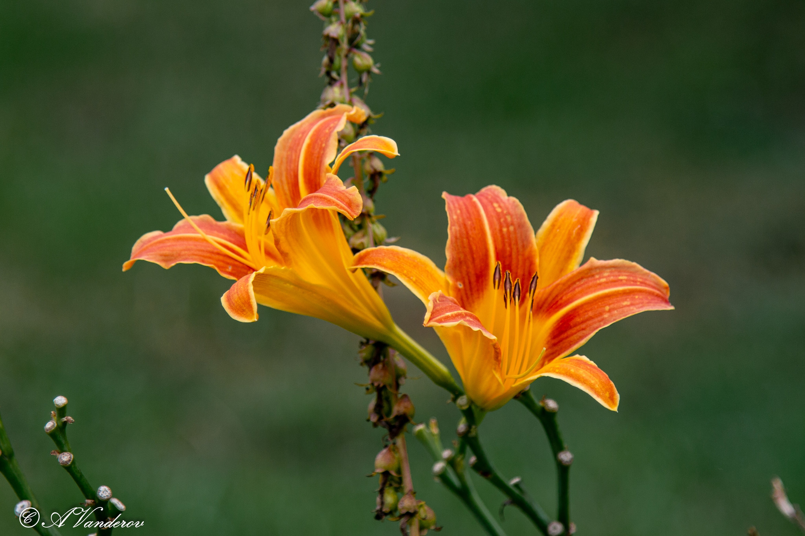 Красота природы. Фотограф Омск | Александр Вандеров