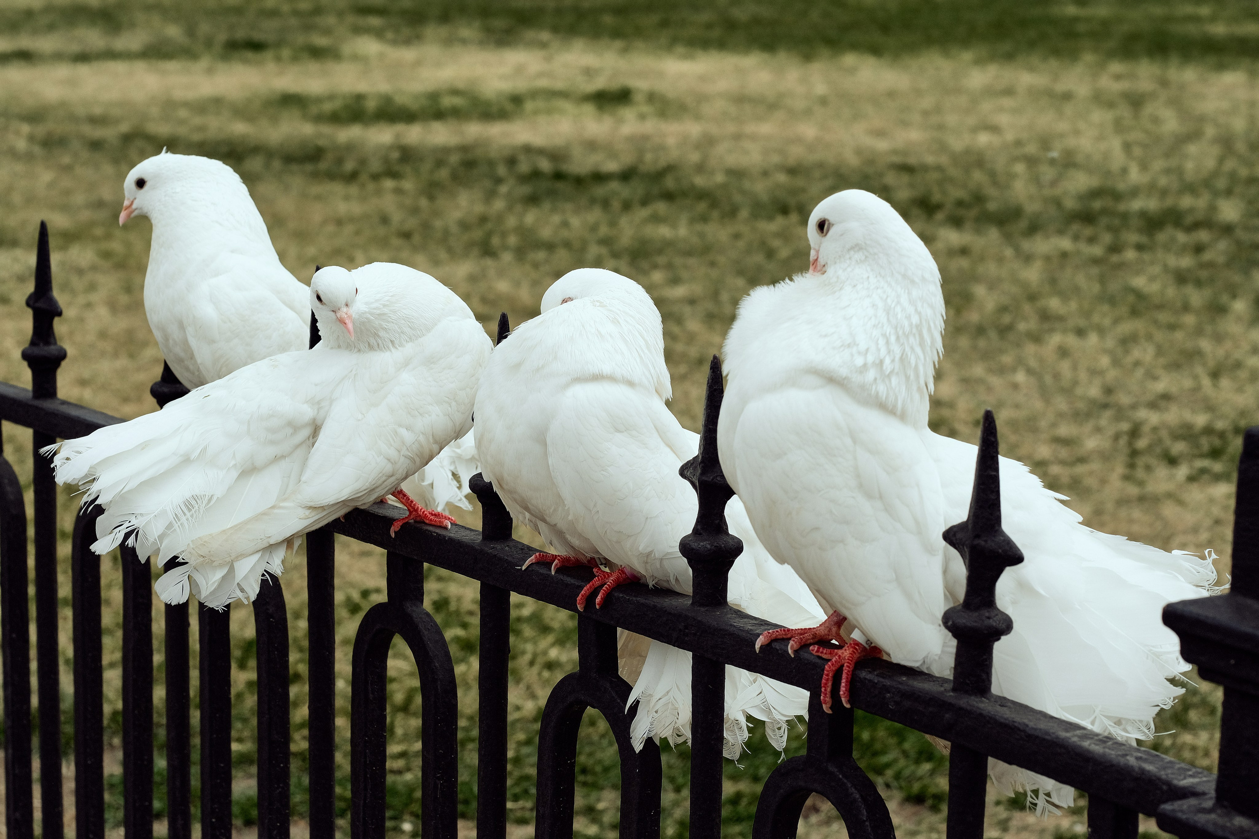 Карина и Артем. Свадебный, семейный фотограф в Санкт-Петербурге