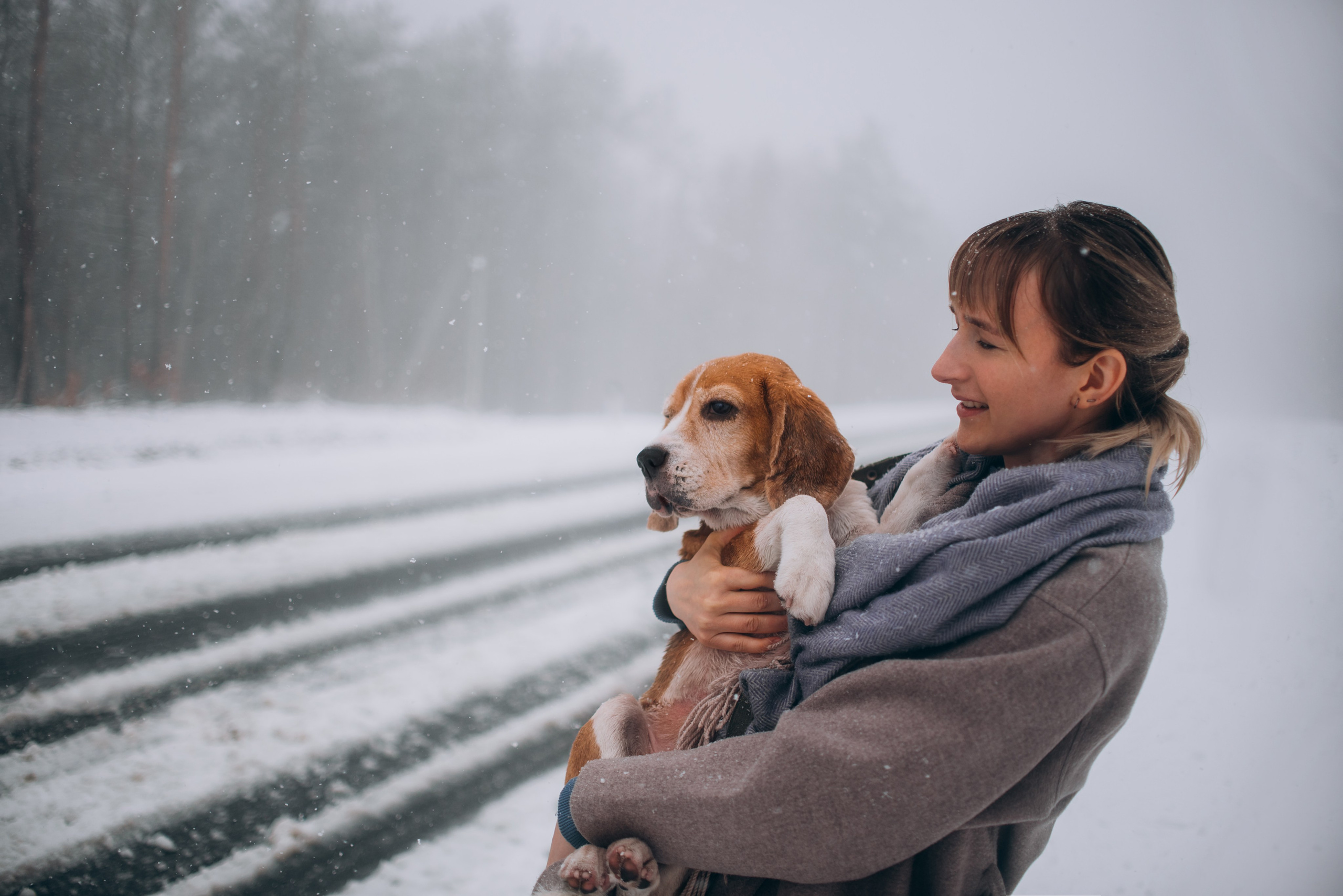 Прогулка с собаками: бигли и Лена. Портфолио