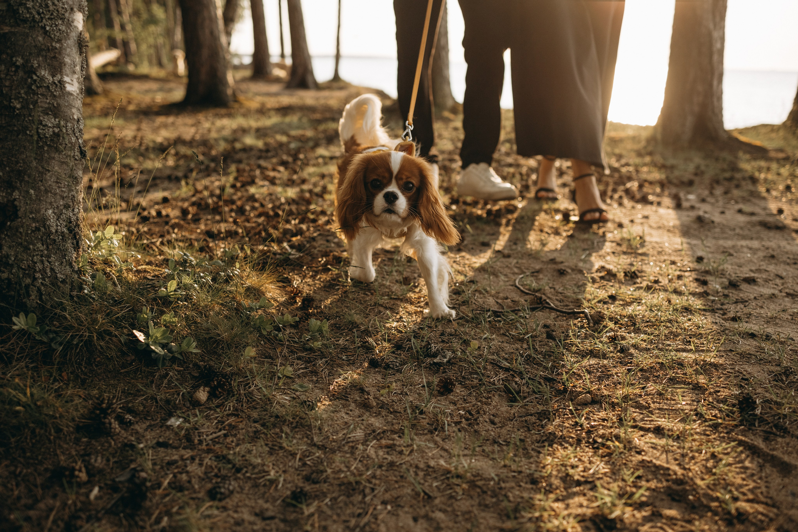 Лу и его семья. Фотограф — Анималист | Санкт-Петербург