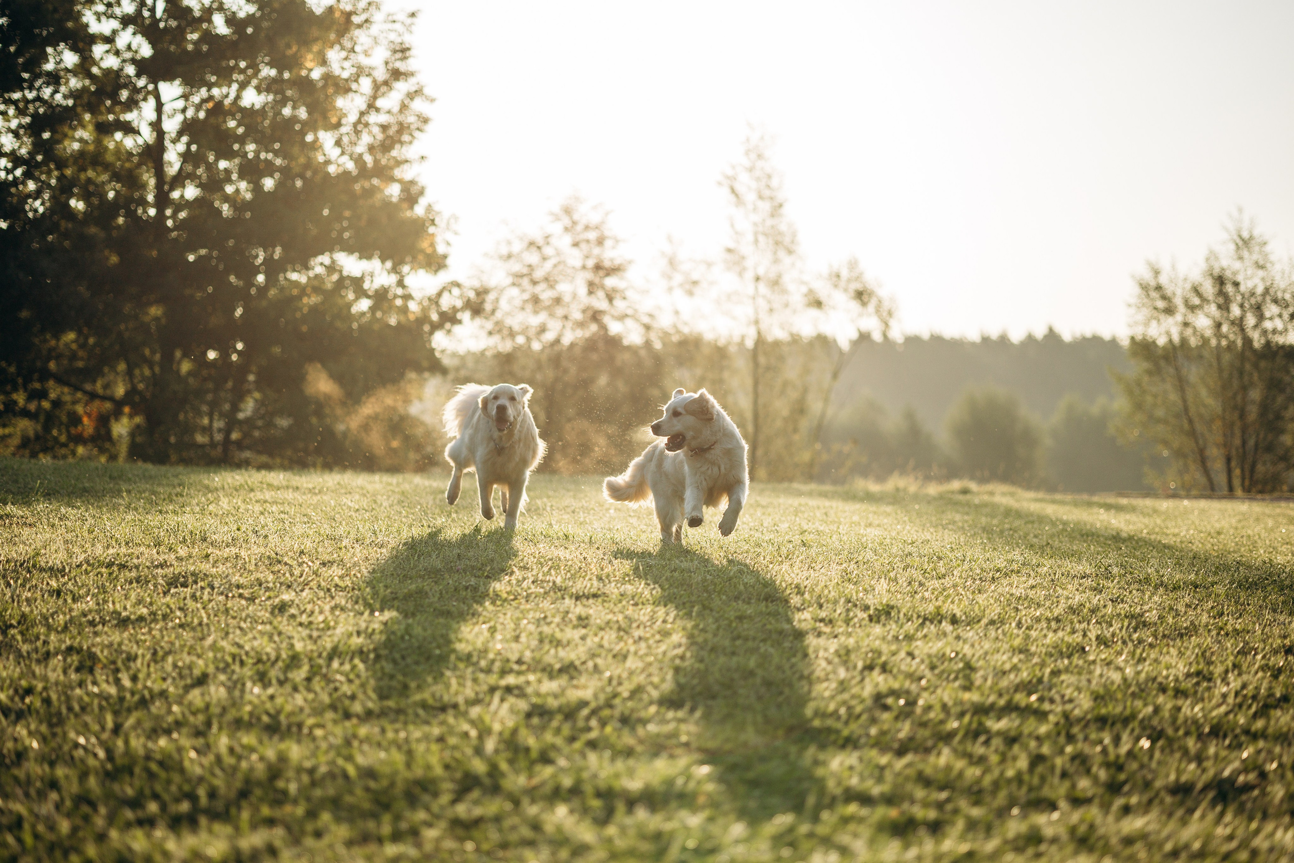 Ирина и ее золотинки. Фотограф — Анималист | Санкт-Петербург