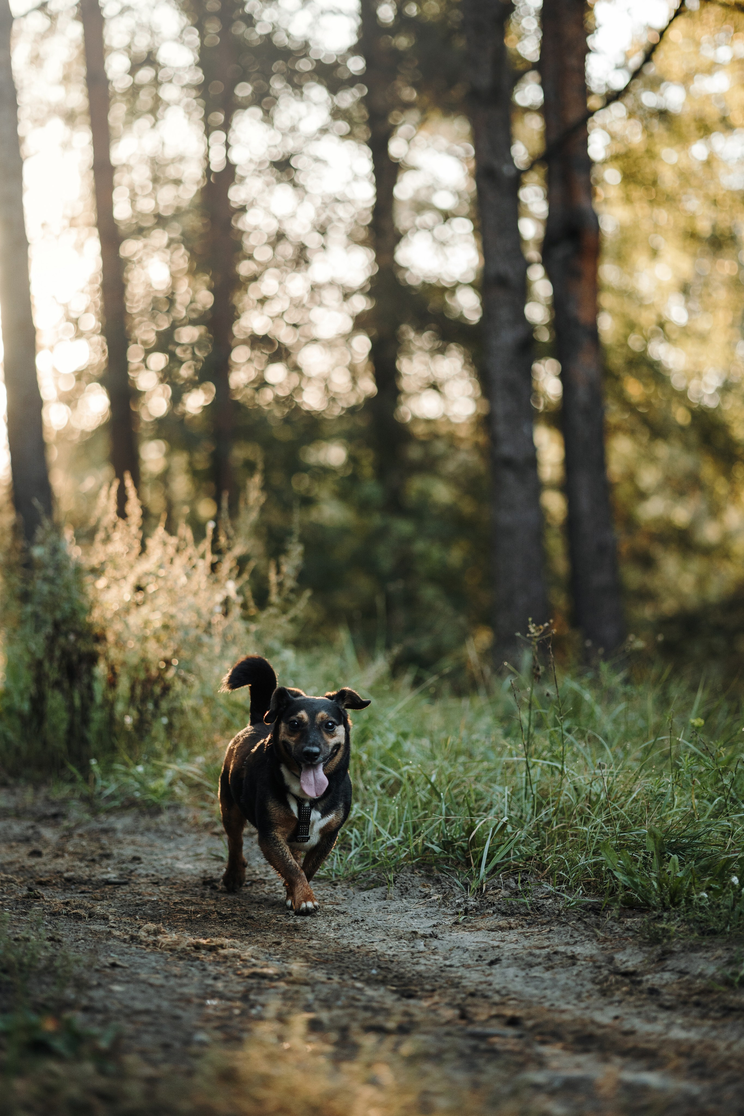 Ольга и Рекс. Фотограф — Анималист | Санкт-Петербург