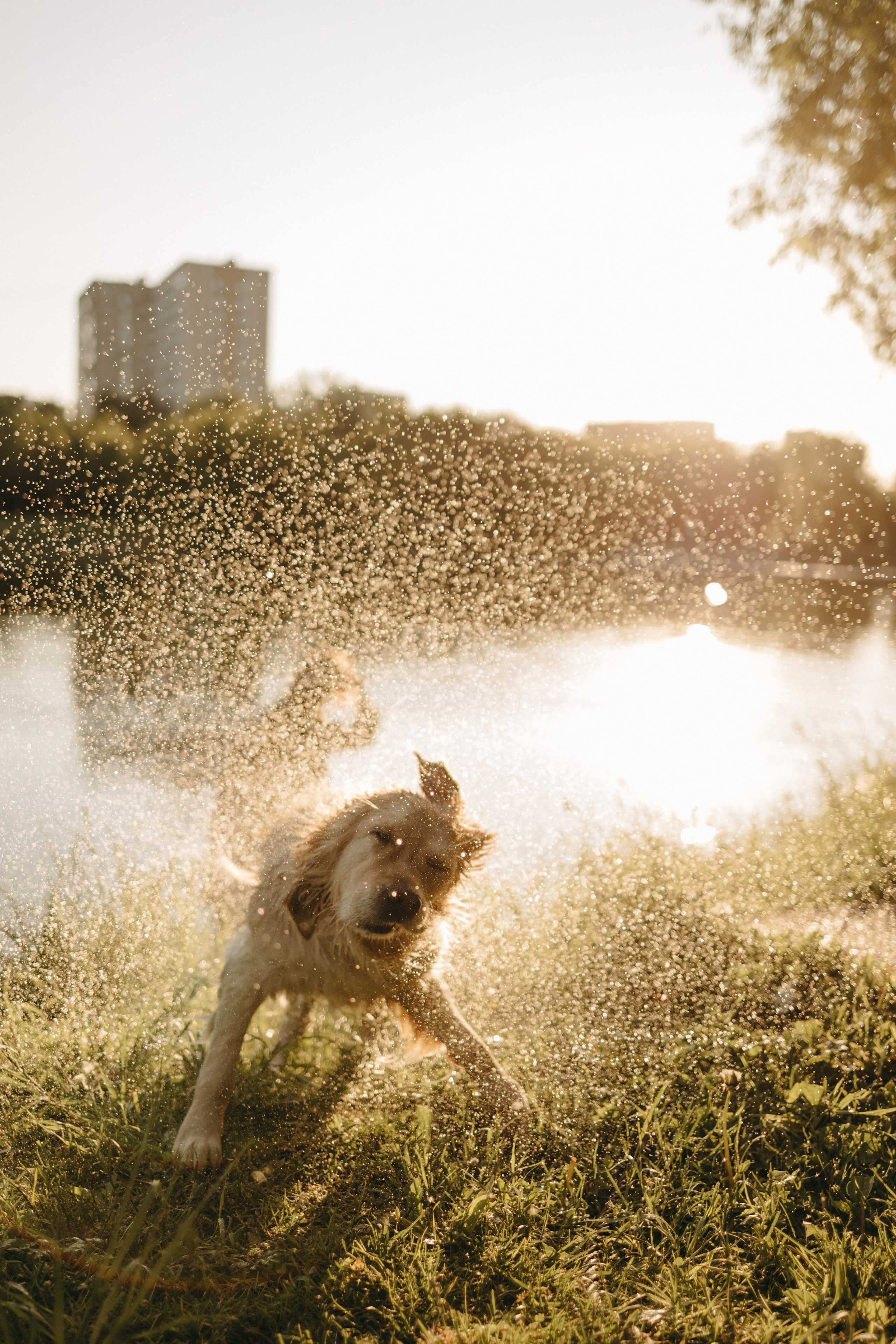Пенни и ребята. Фотограф — Анималист | Санкт-Петербург