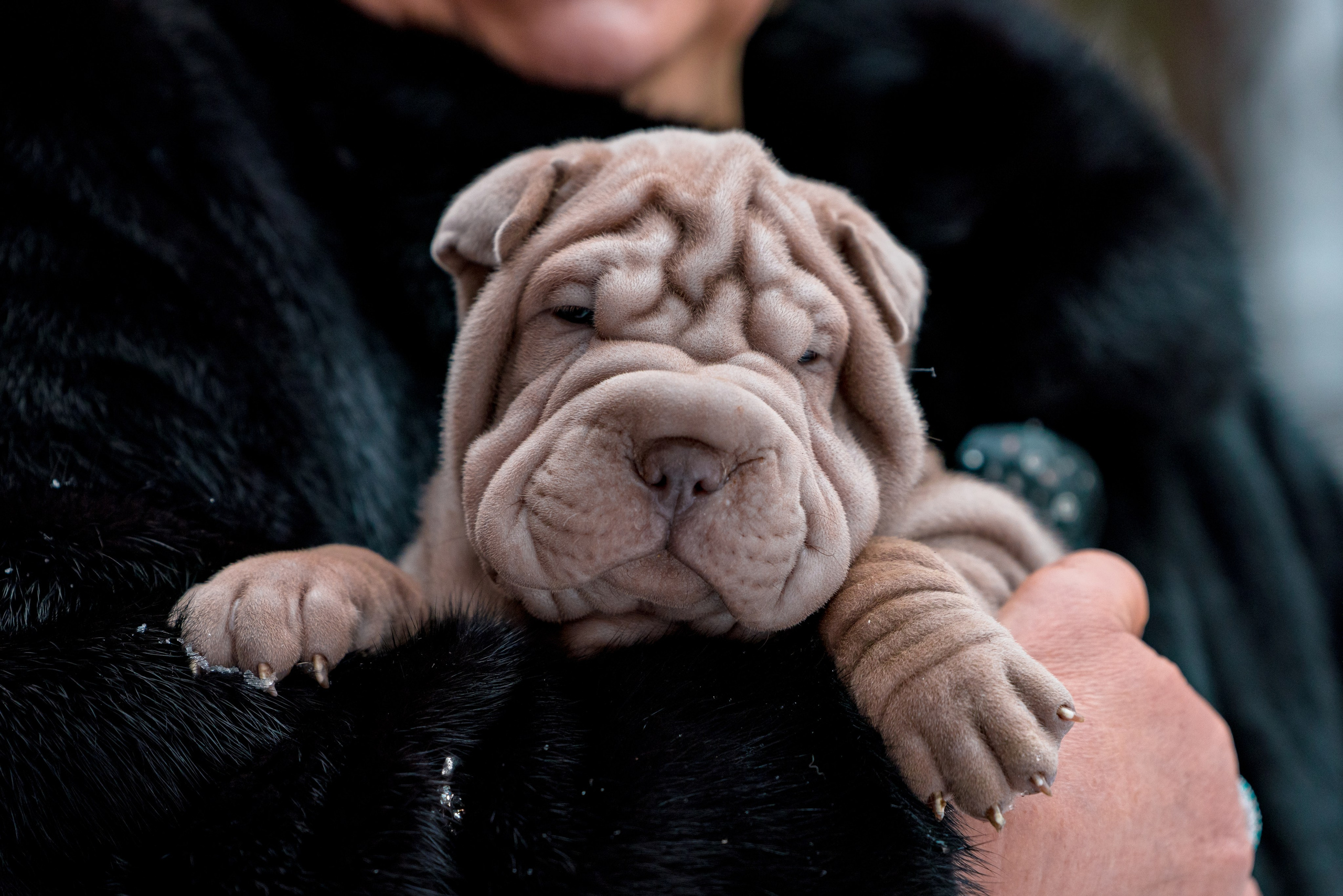 В гостях у шарпеев 16.01.2024. Фотограф-анималист Юлия Германика