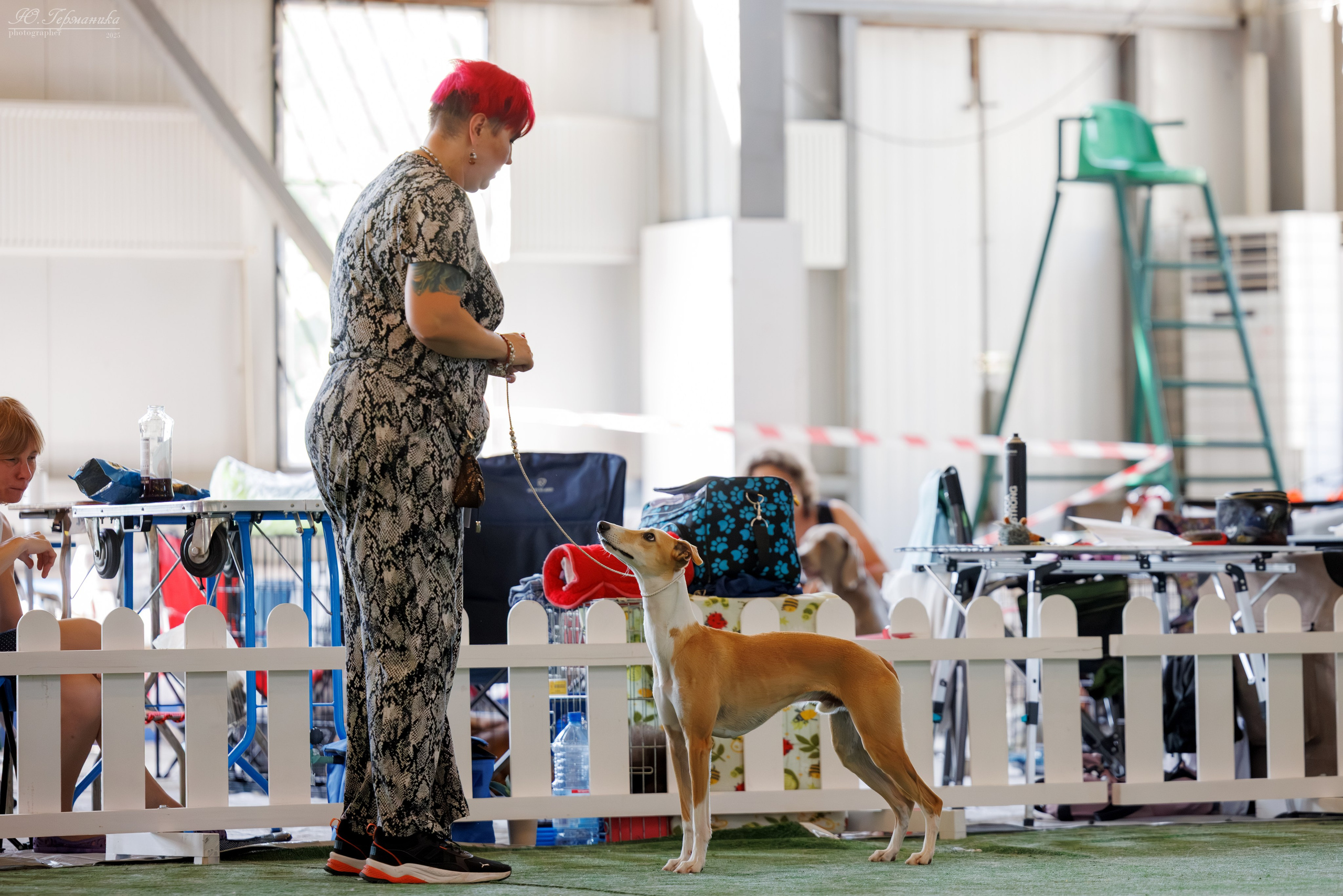 Батуми 3хCACIB 27-29.06.2025. Фотограф-анималист Юлия Германика