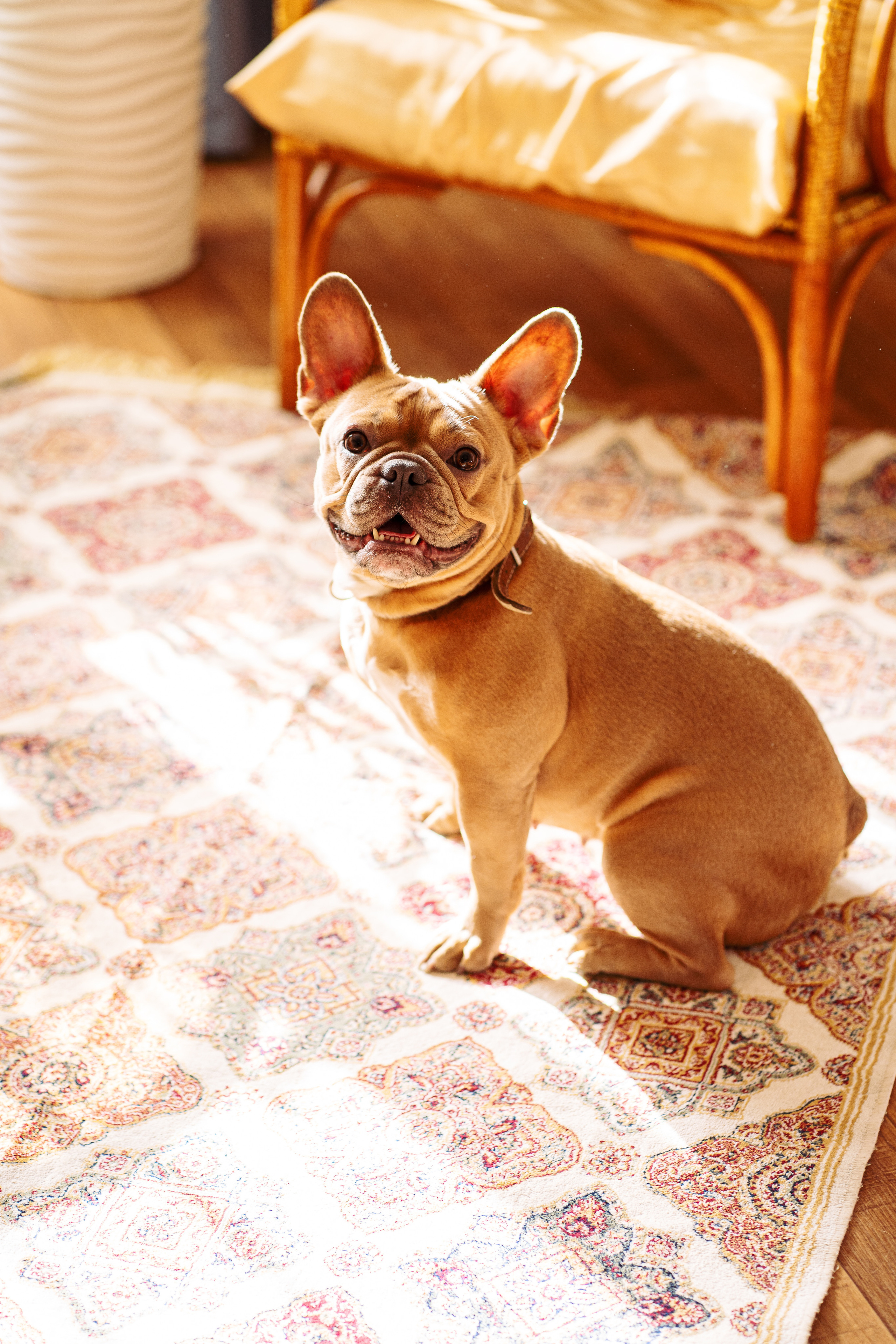 Фотограф для животных. Фотограф Ким Наталья в Красноярске