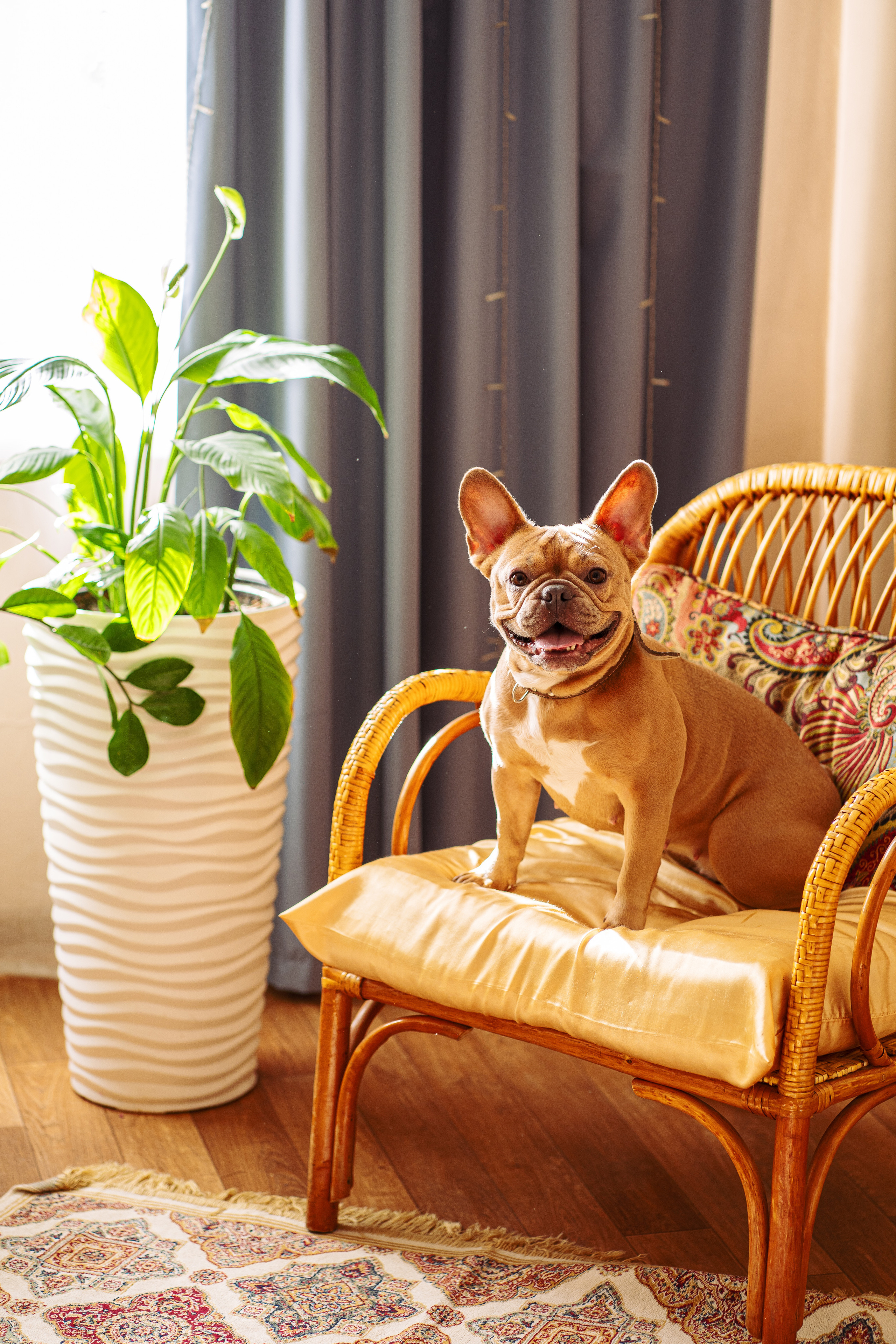 Фотограф для животных. Фотограф Ким Наталья в Красноярске