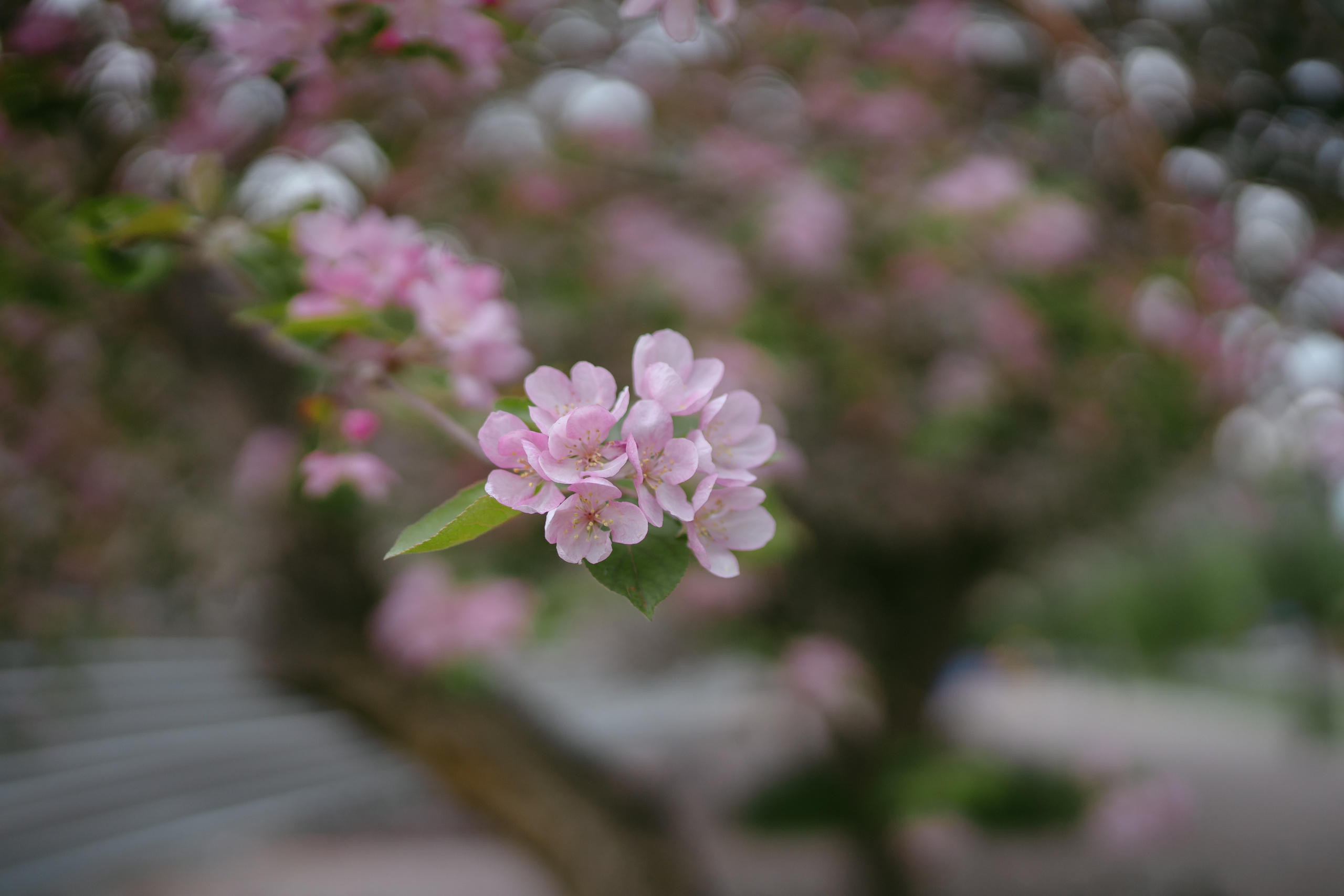 Фотосессия в цветущем саду. Фотограф Ким Наталья в Красноярске