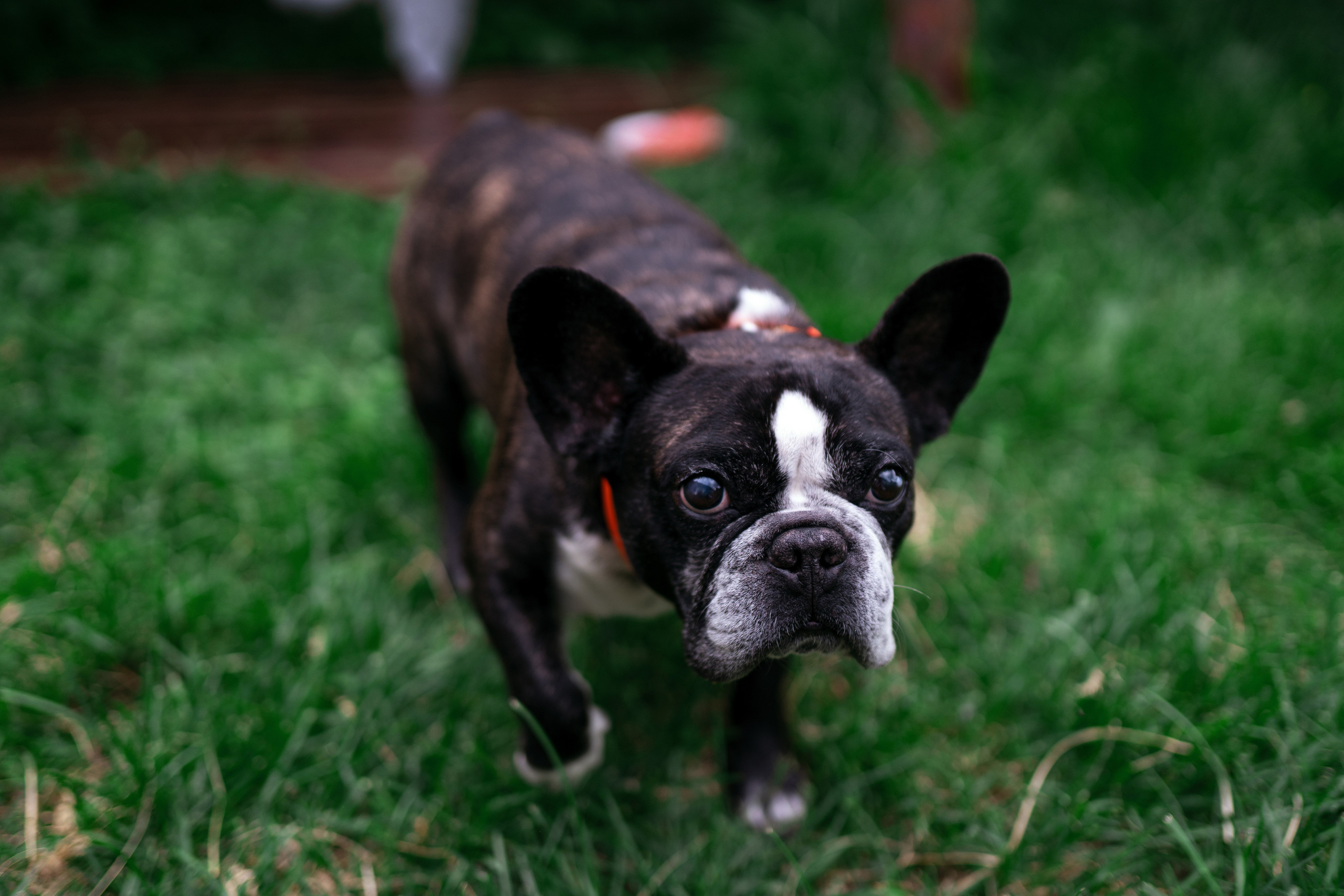 Фотосессии с животными. Фотограф Ким Наталья в Красноярске