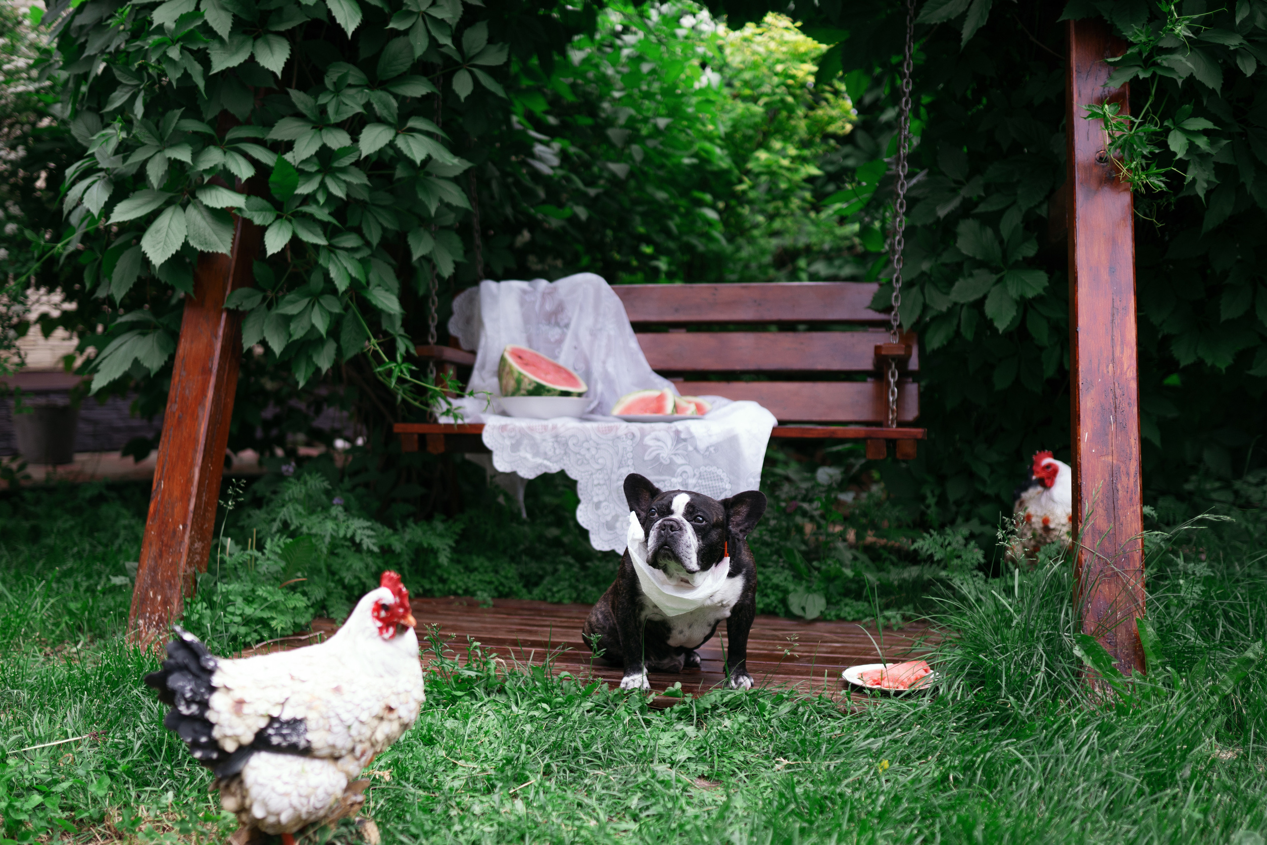 Фотосессии с животными. Фотограф Ким Наталья в Красноярске