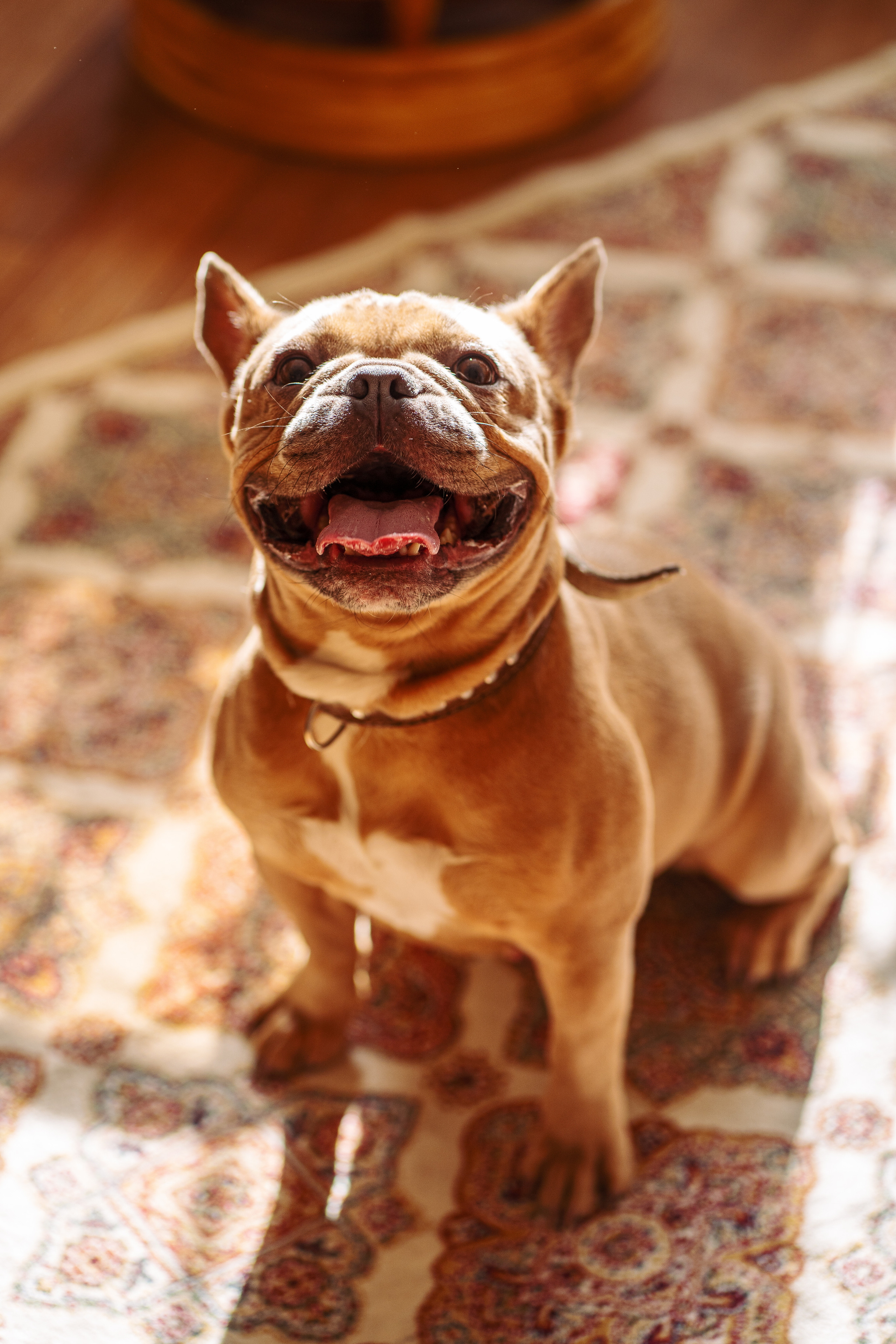 Фотограф для животных. Фотограф Ким Наталья в Красноярске