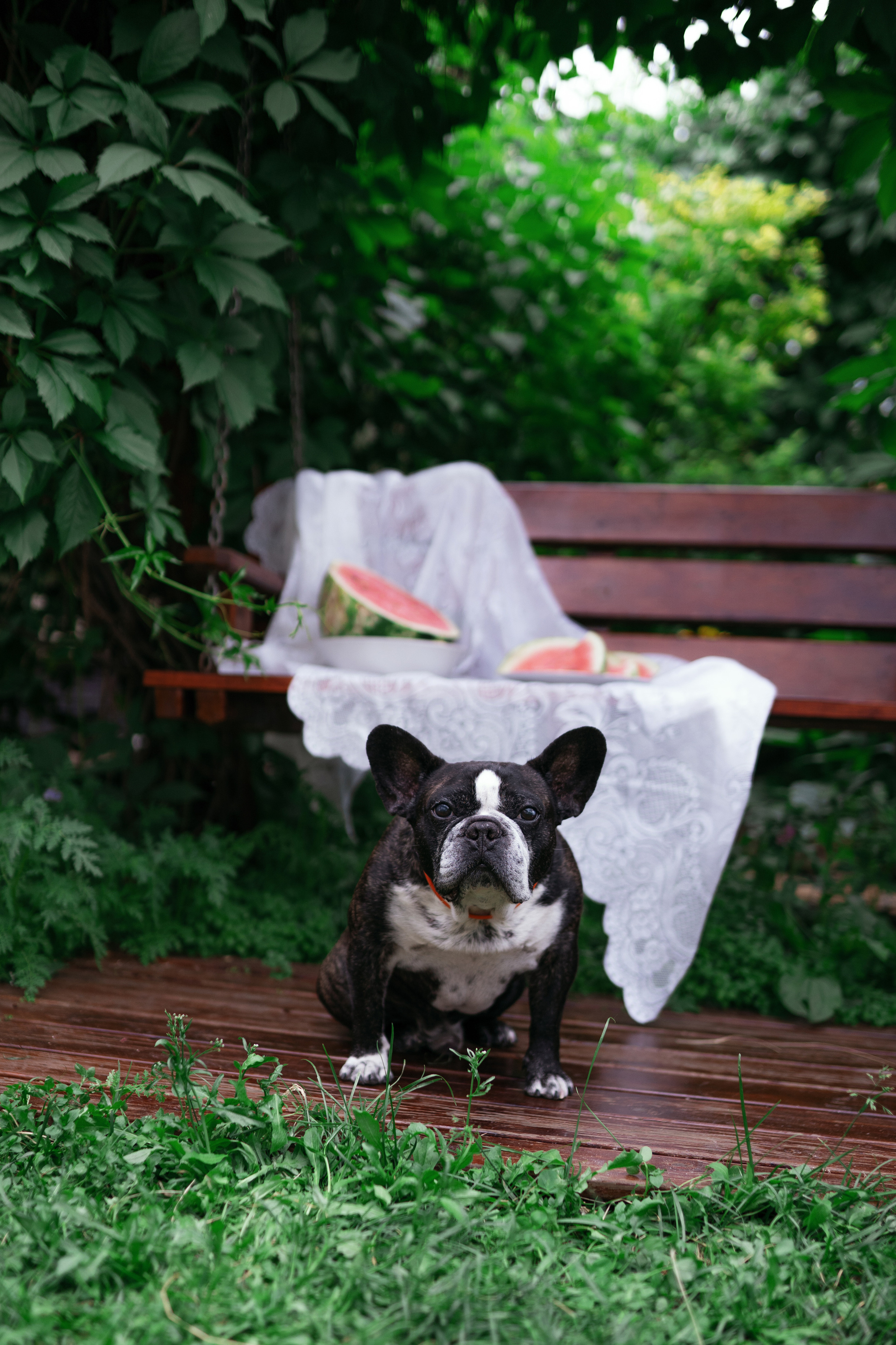 Фотосессии с животными. Фотограф Ким Наталья в Красноярске