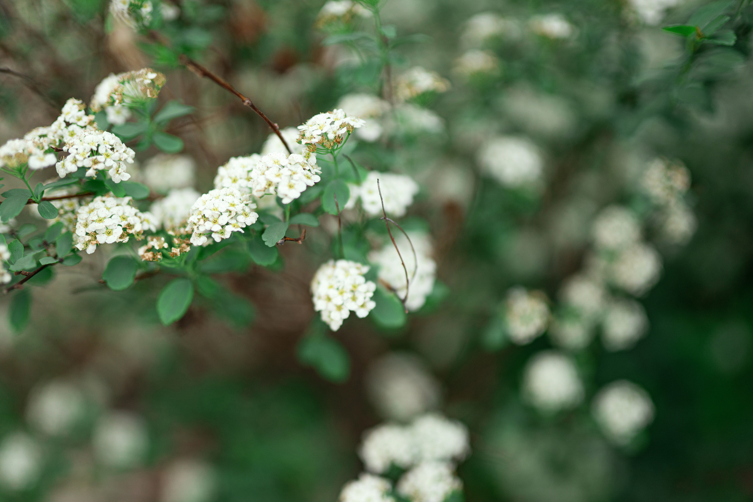 Фотосессии с животными. Фотограф Ким Наталья в Красноярске