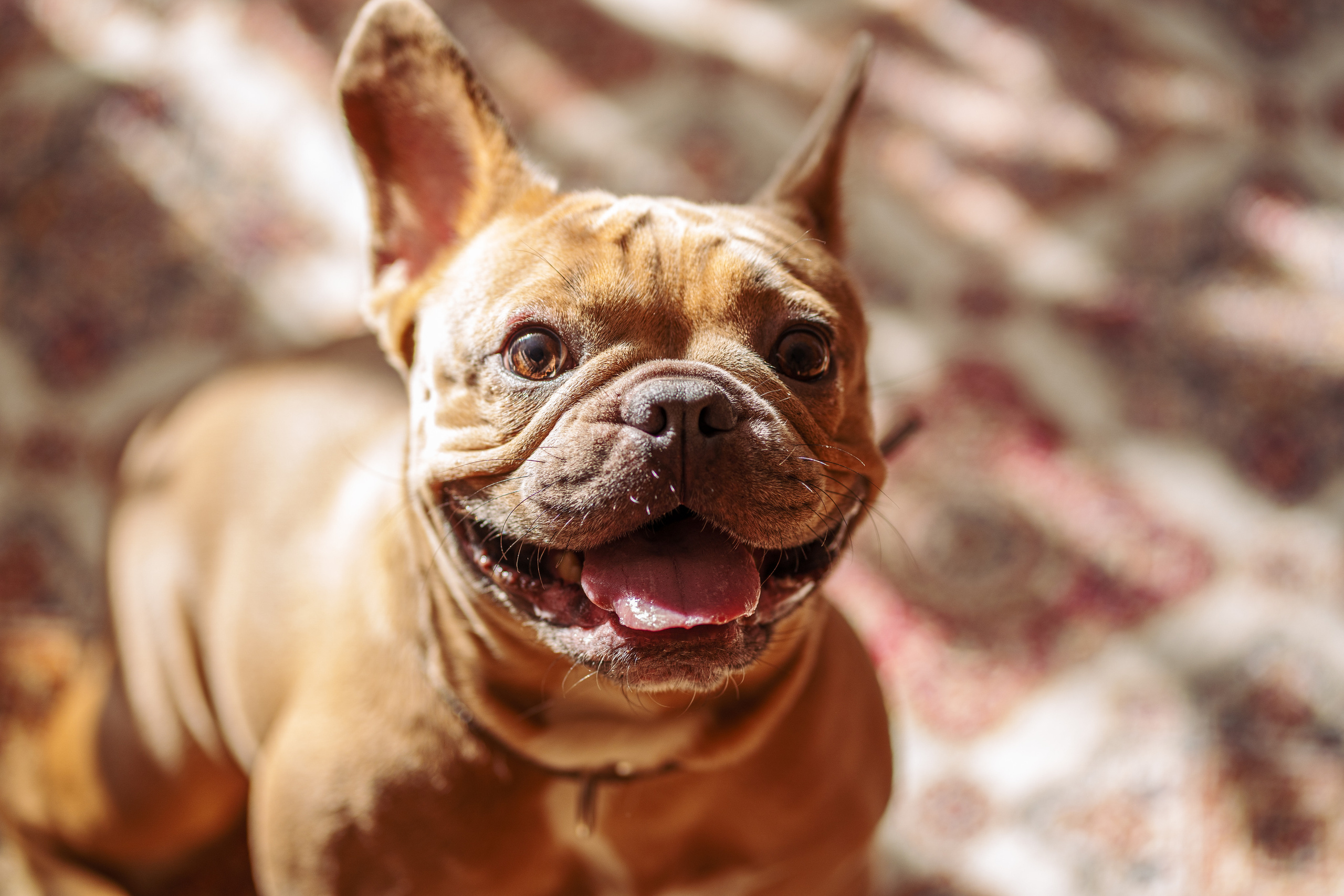 Фотограф для животных. Фотограф Ким Наталья в Красноярске