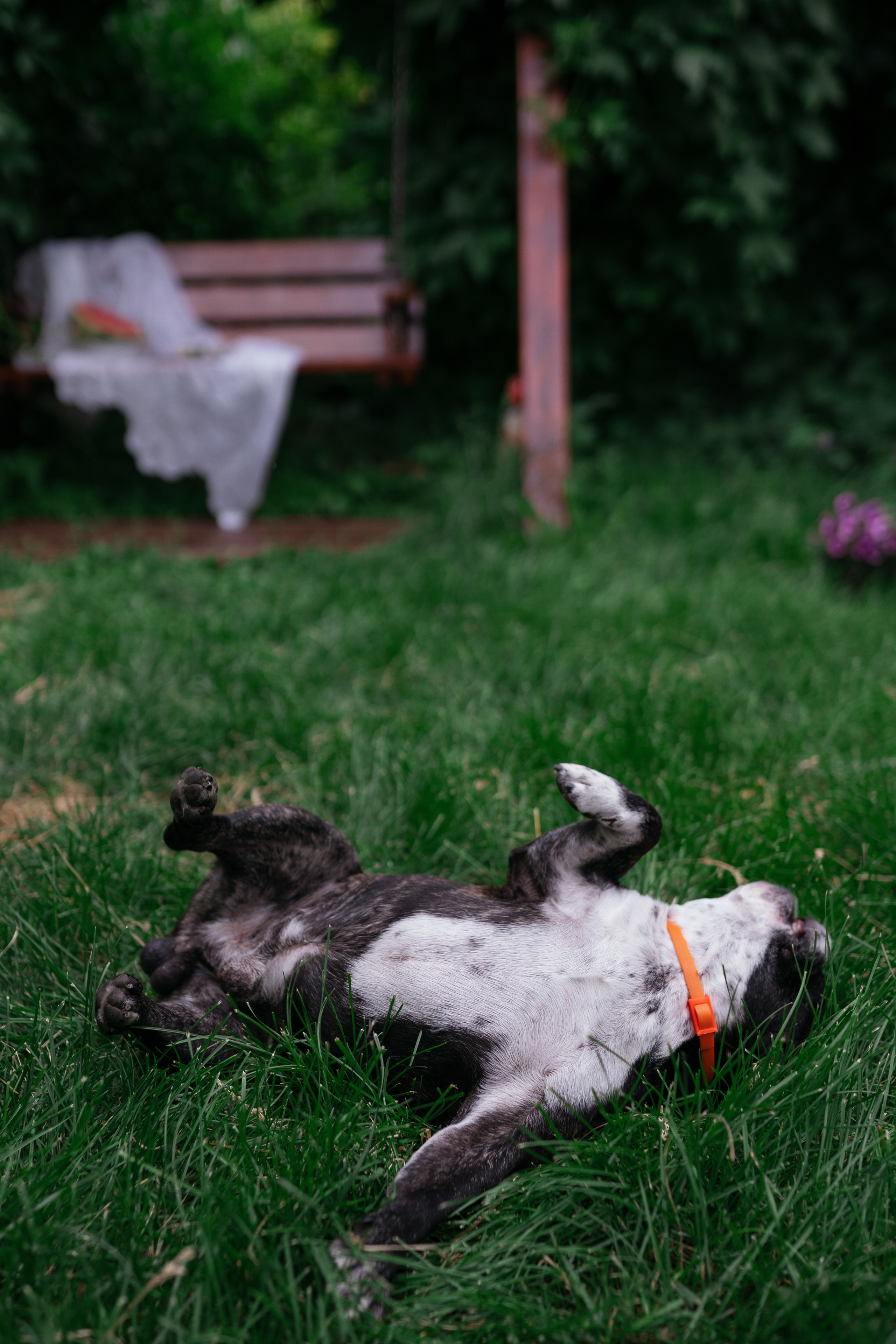 Фотосессии с животными. Фотограф Ким Наталья в Красноярске