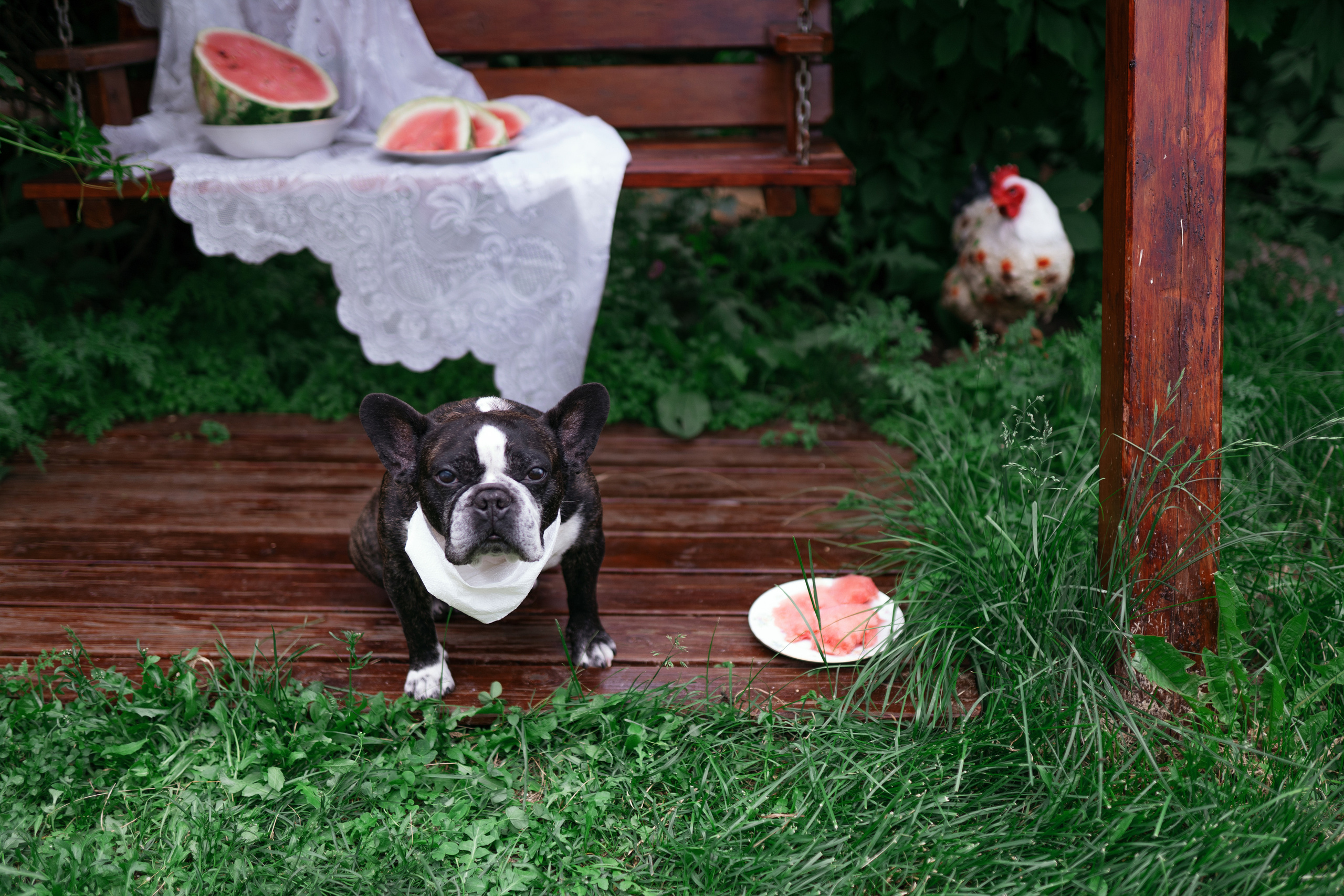 Фотосессии с животными. Фотограф Ким Наталья в Красноярске