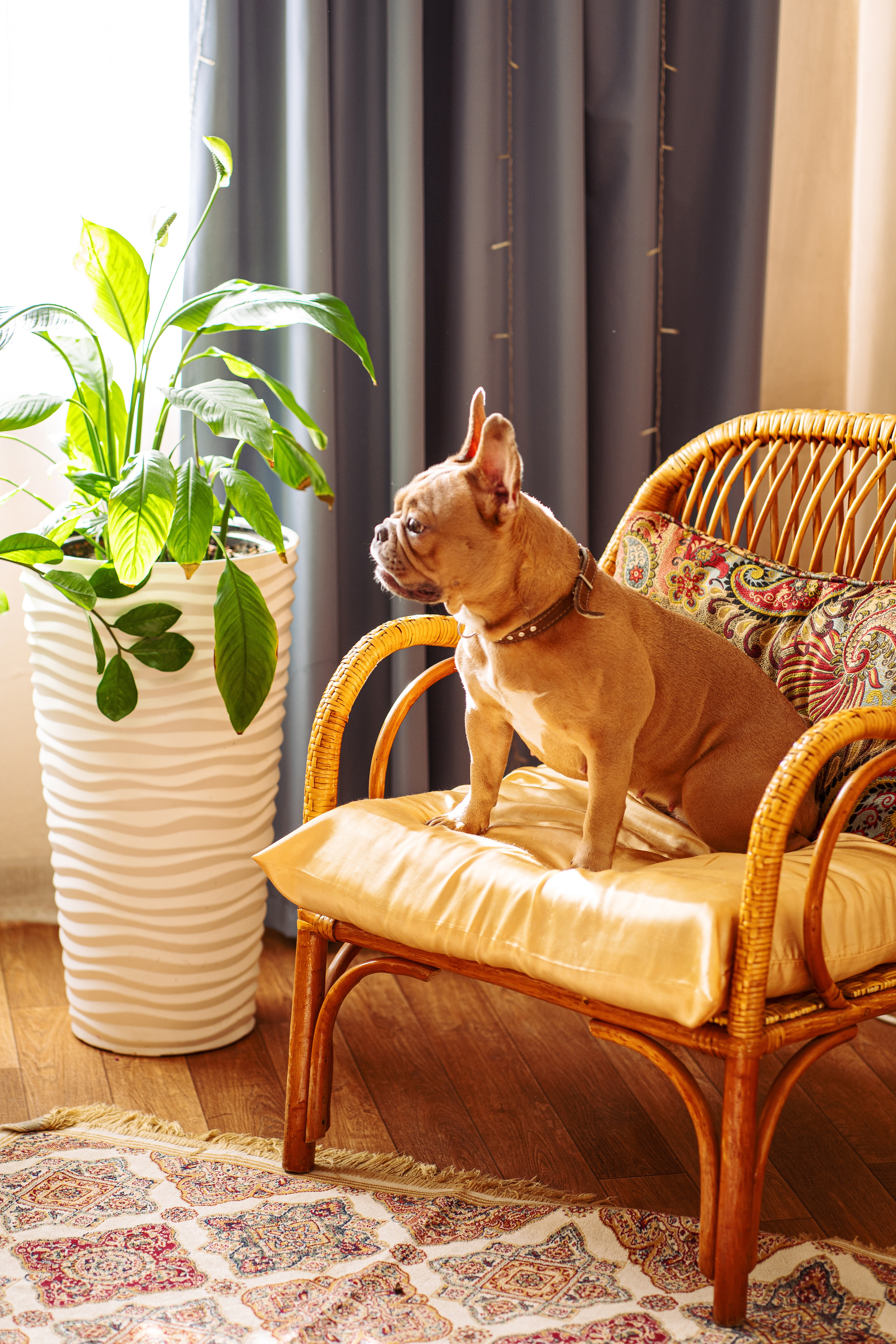 Фотограф для животных. Фотограф Ким Наталья в Красноярске