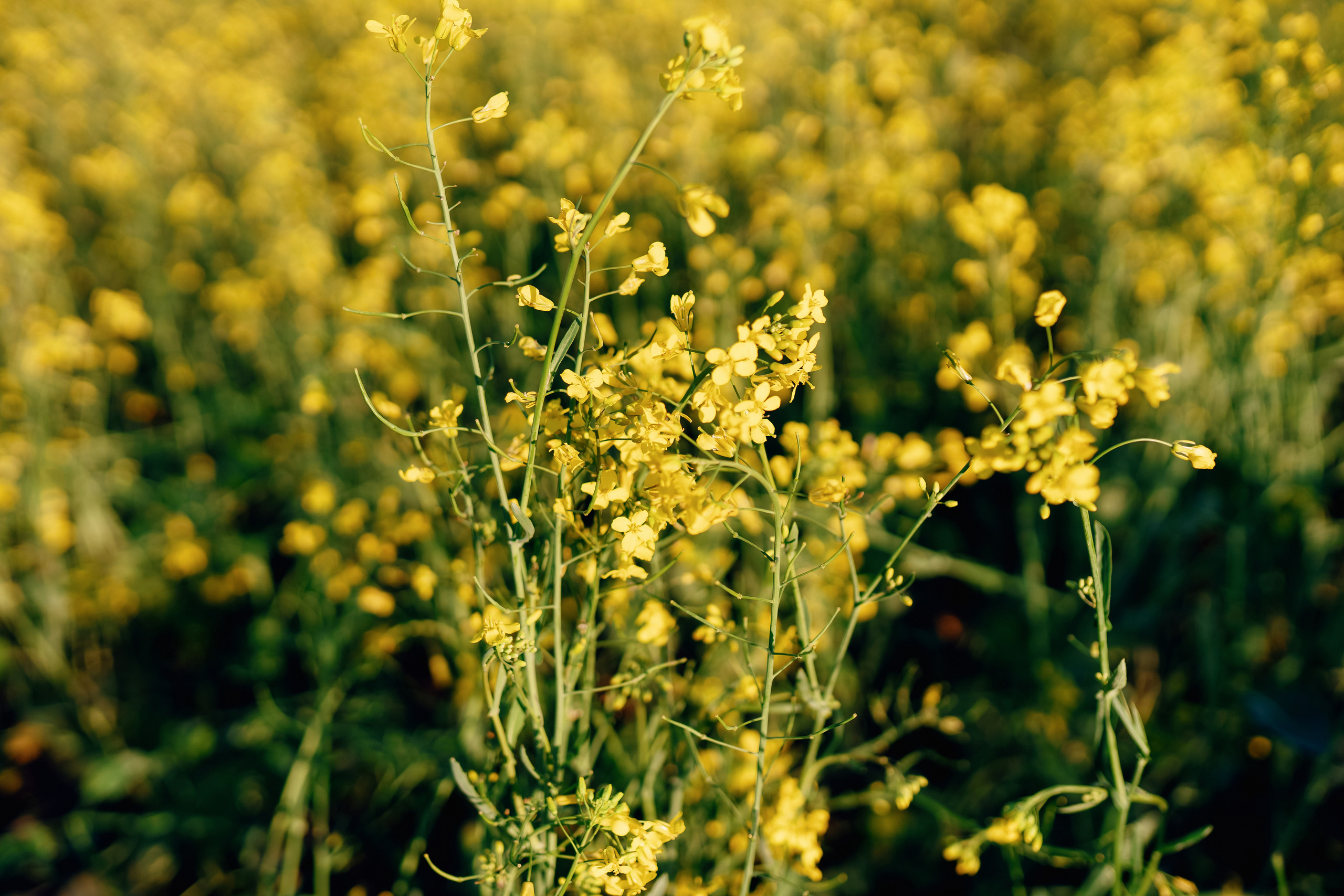 Фотосессия двух подруг в поле. Фотограф Ким Наталья в Красноярске