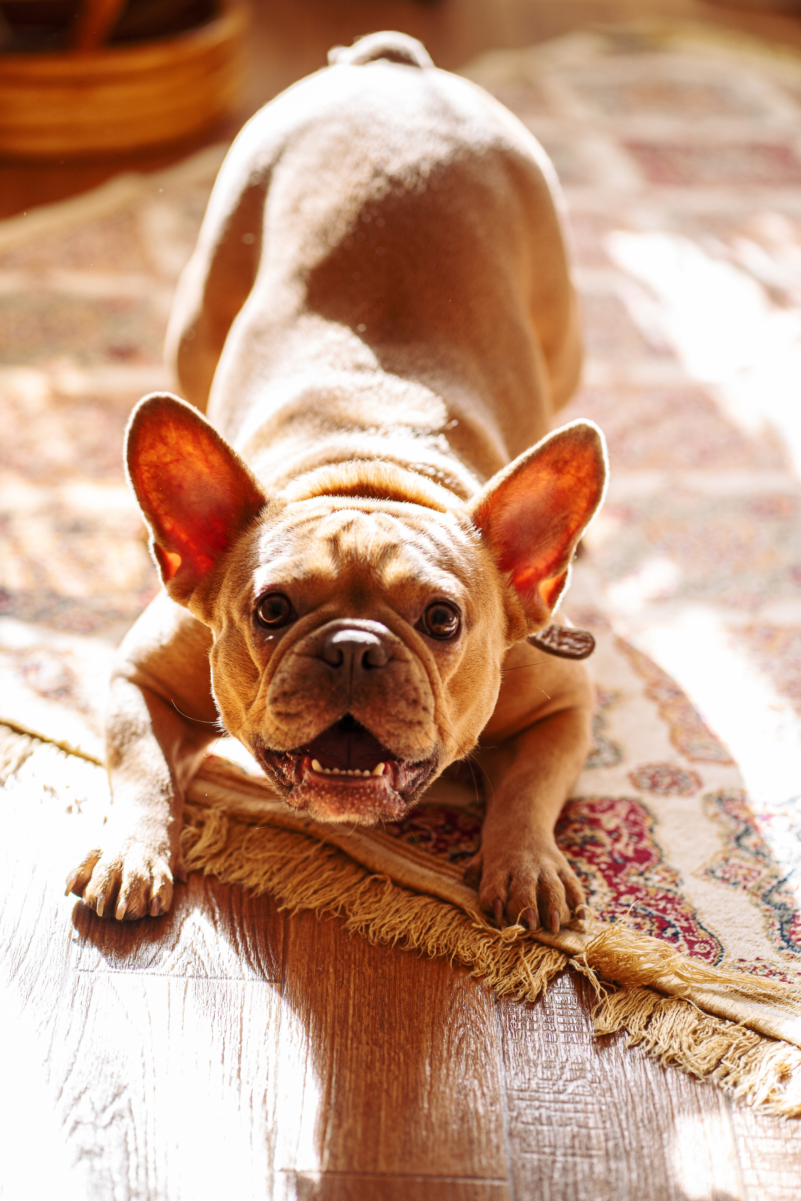 Фотограф для животных. Фотограф Ким Наталья в Красноярске