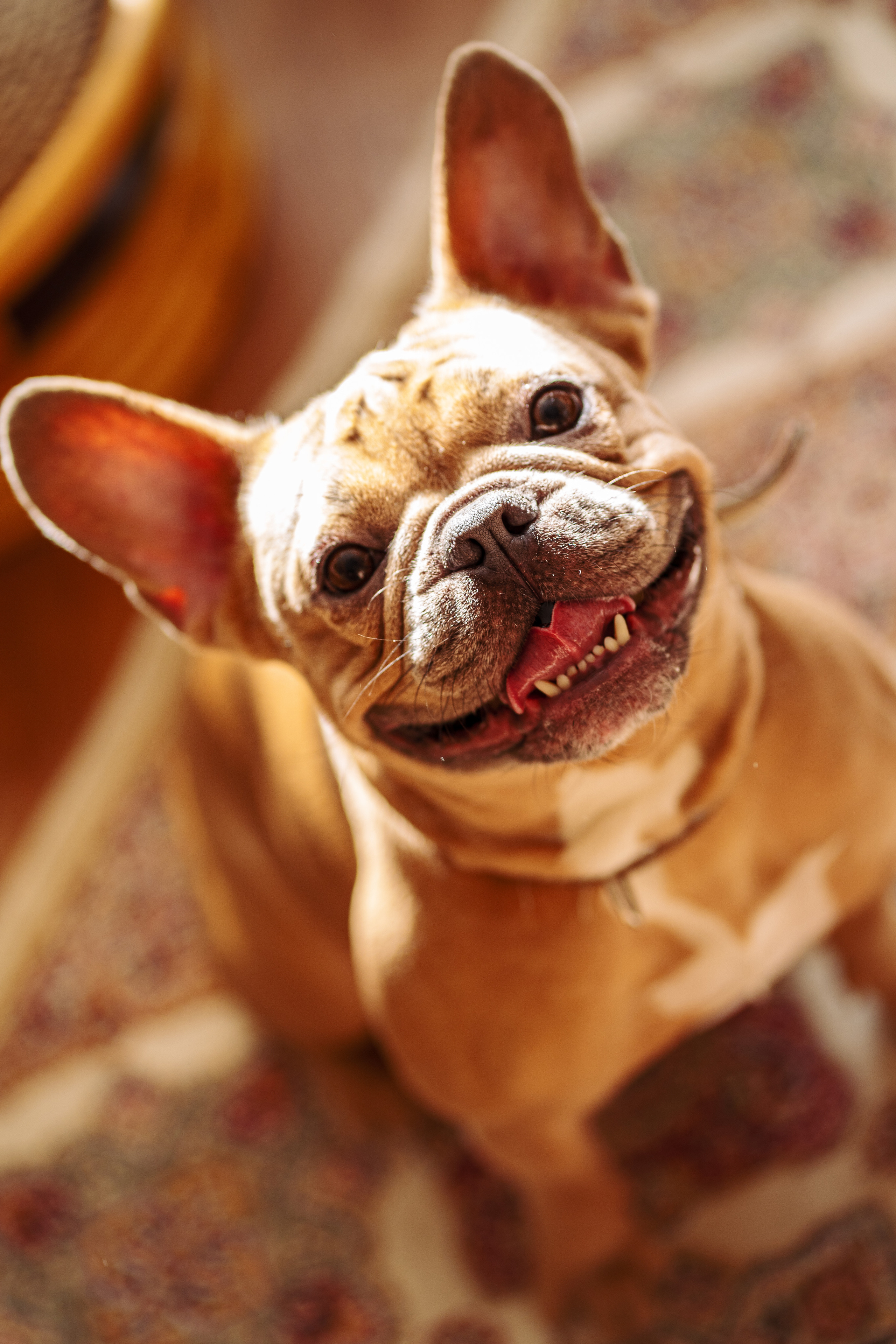 Фотограф для животных. Фотограф Ким Наталья в Красноярске