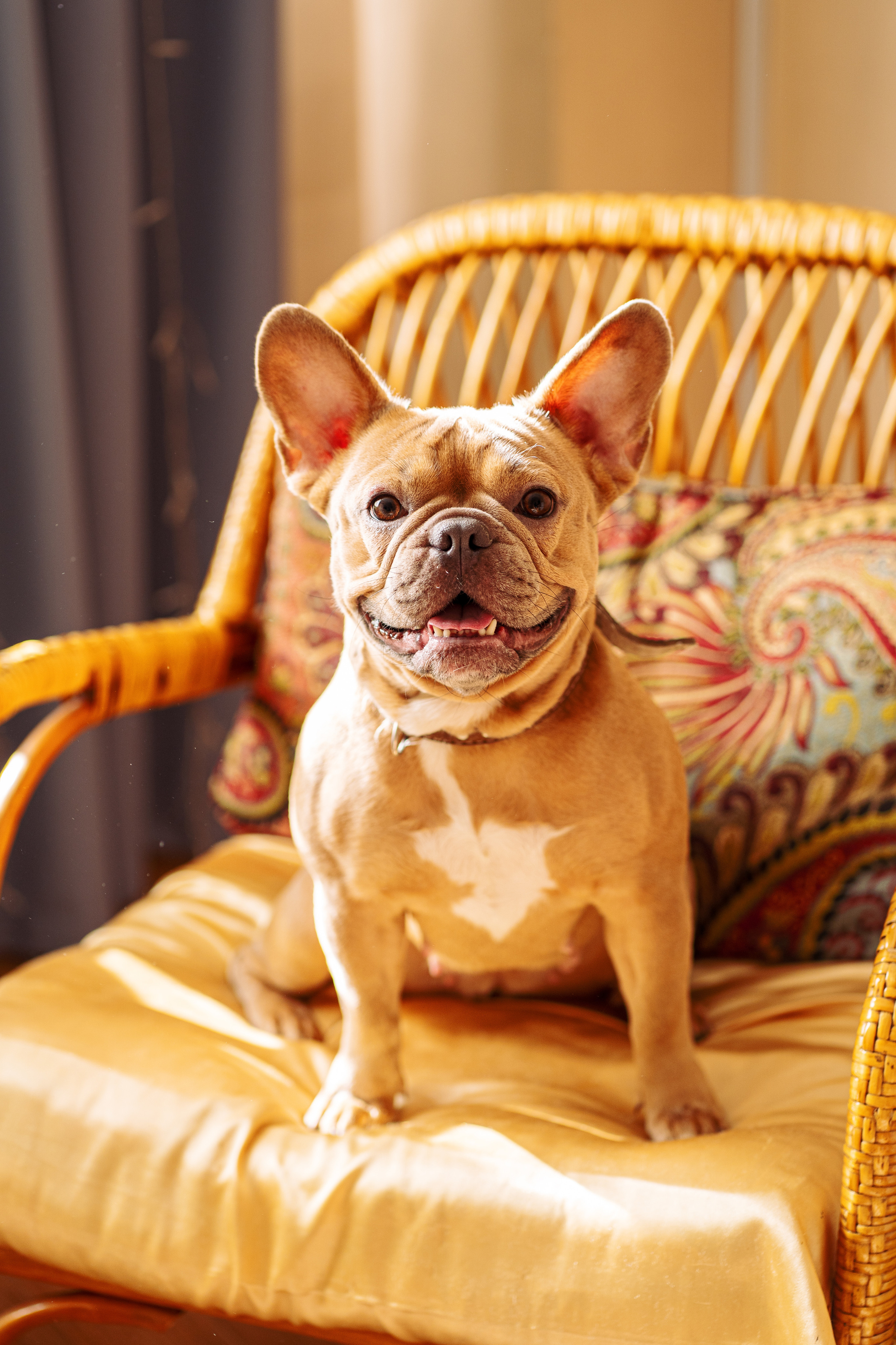 Фотограф для животных. Фотограф Ким Наталья в Красноярске