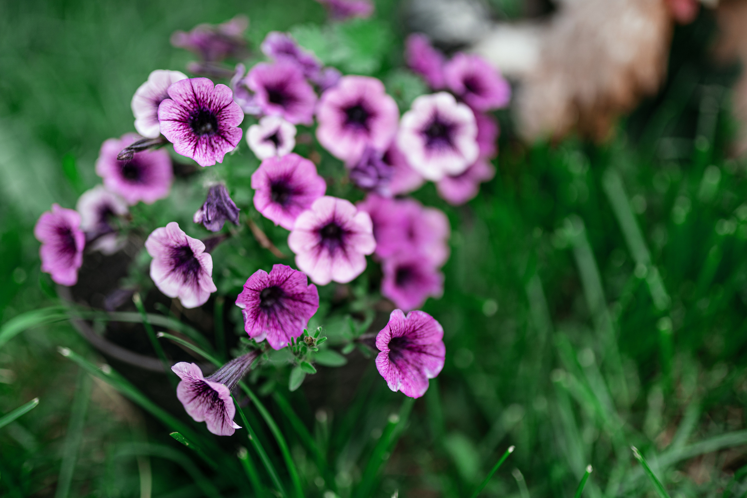 Фотосессии с животными. Фотограф Ким Наталья в Красноярске