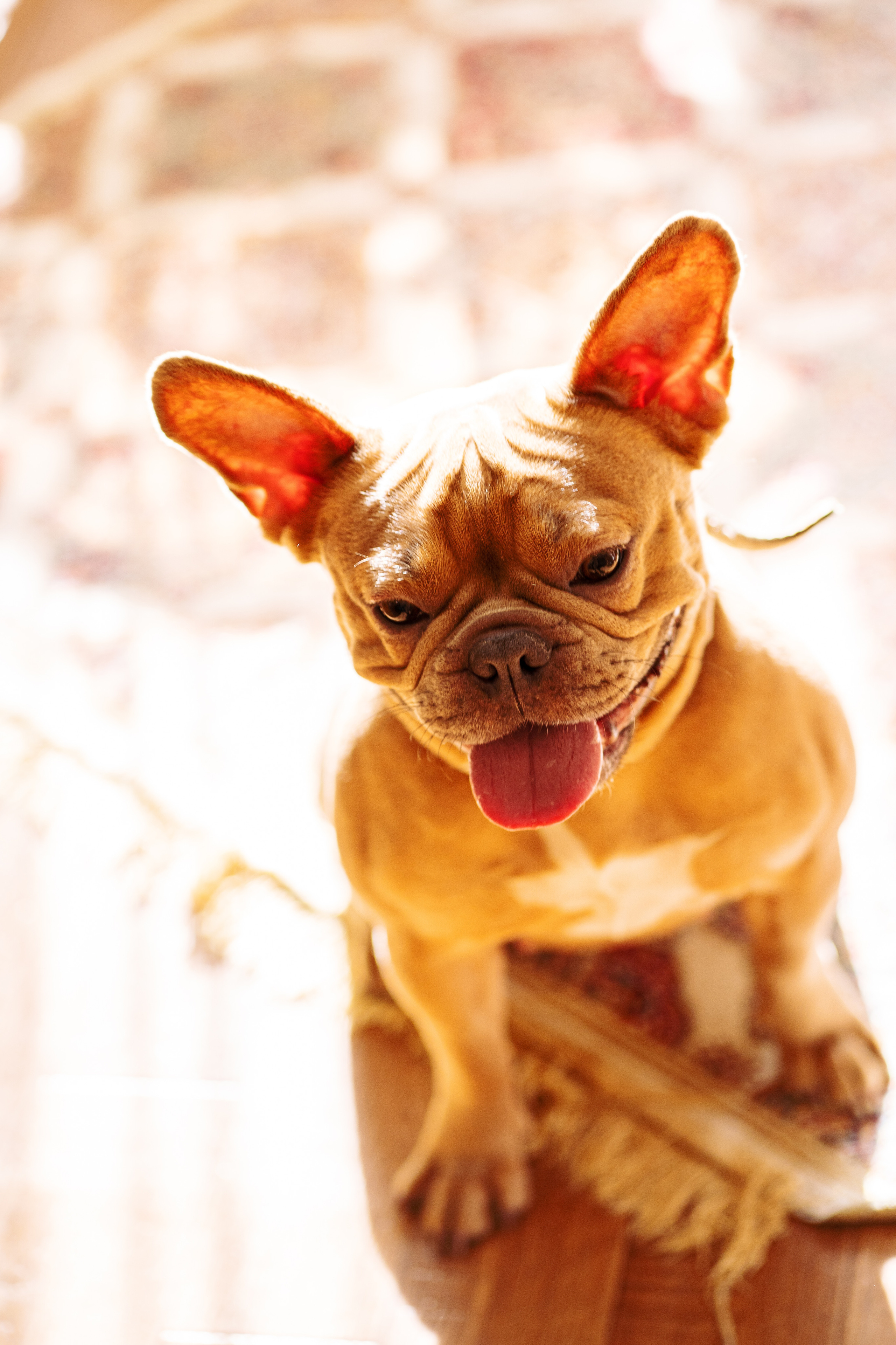 Фотограф для животных. Фотограф Ким Наталья в Красноярске