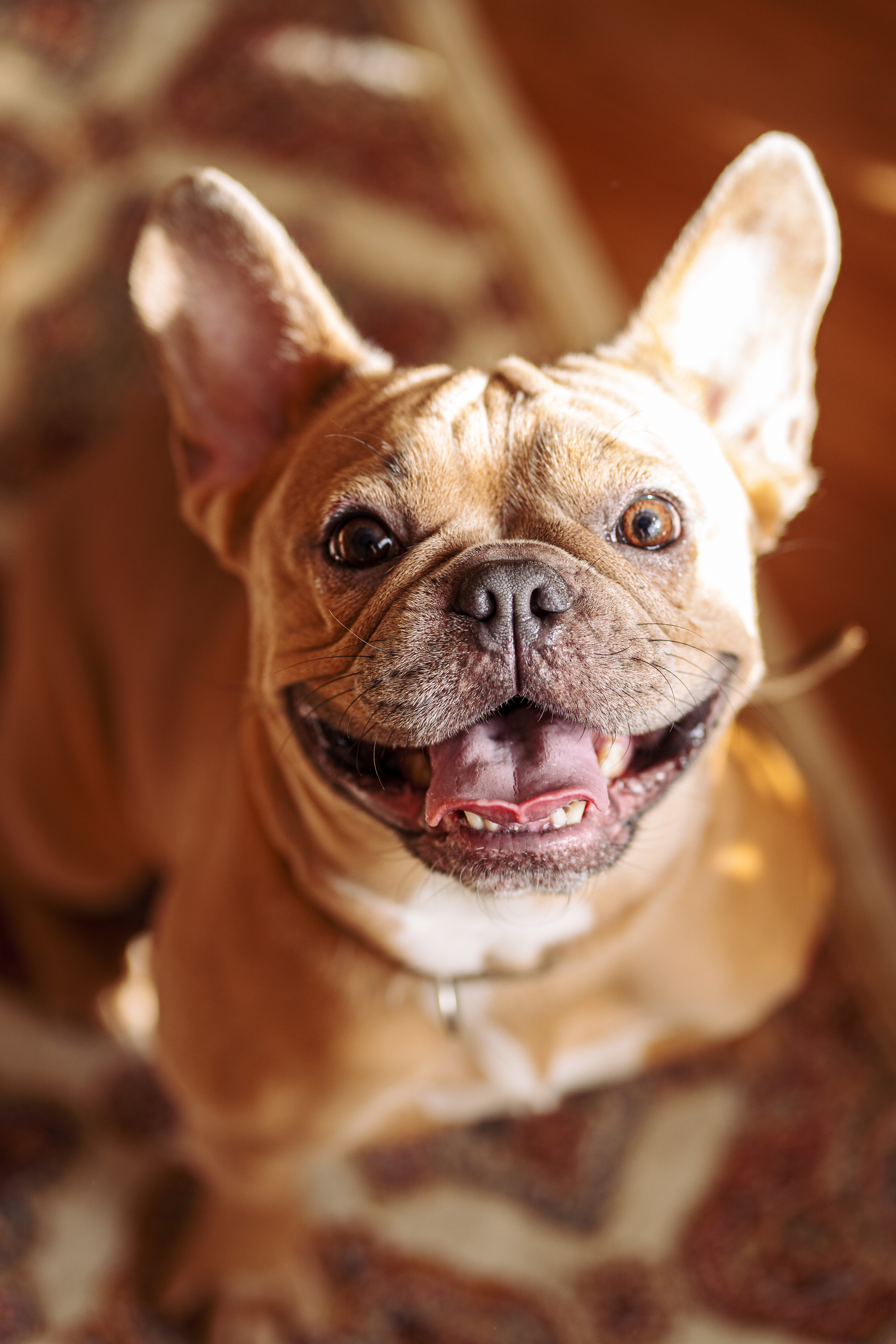 Фотограф для животных. Фотограф Ким Наталья в Красноярске